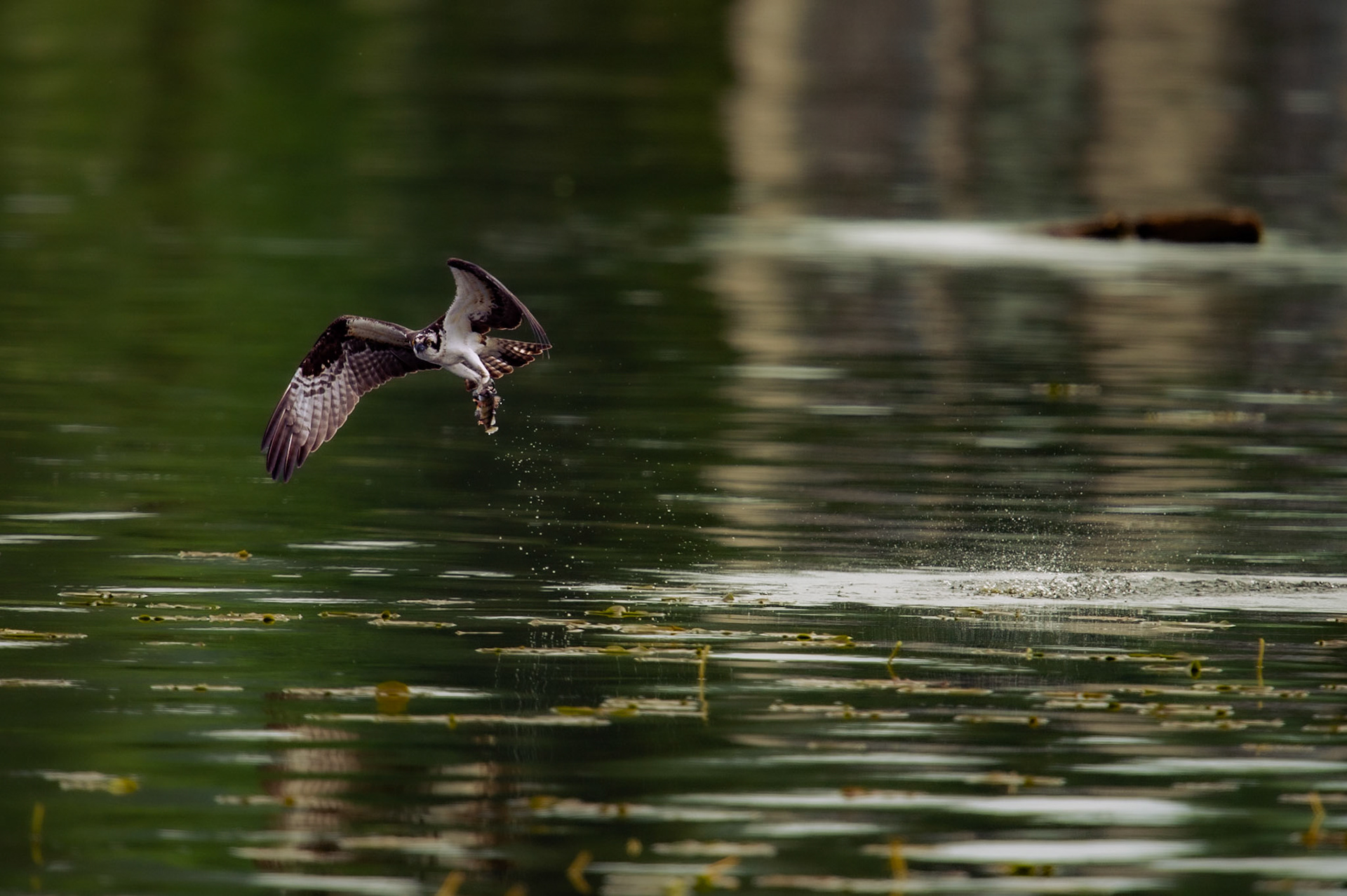 Osprey hunting