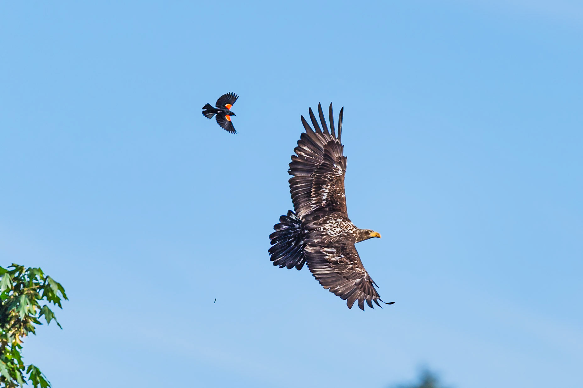 Red Winged Blackbird chasing a Juvenile Bald Eagle