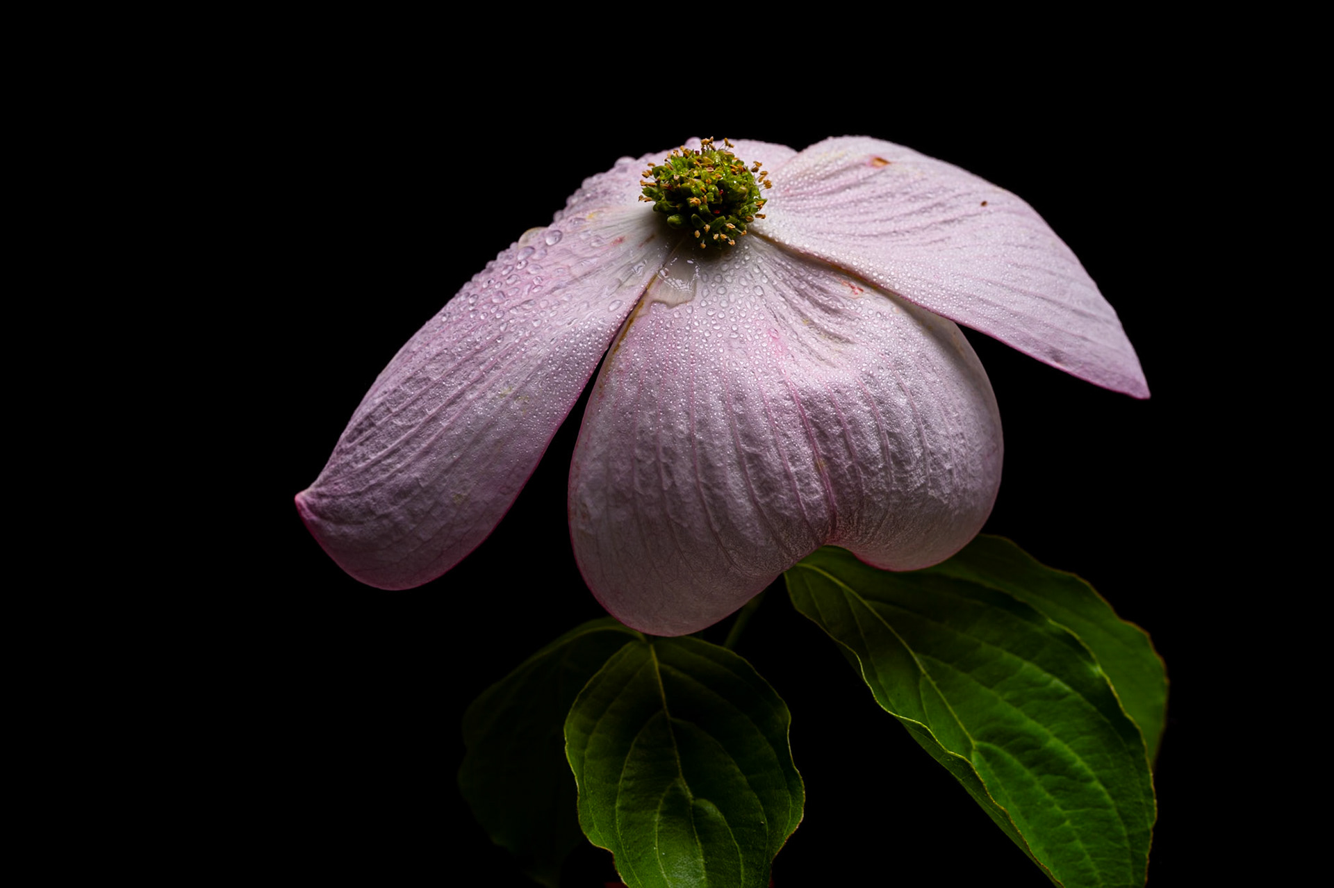 Dogwood Flower