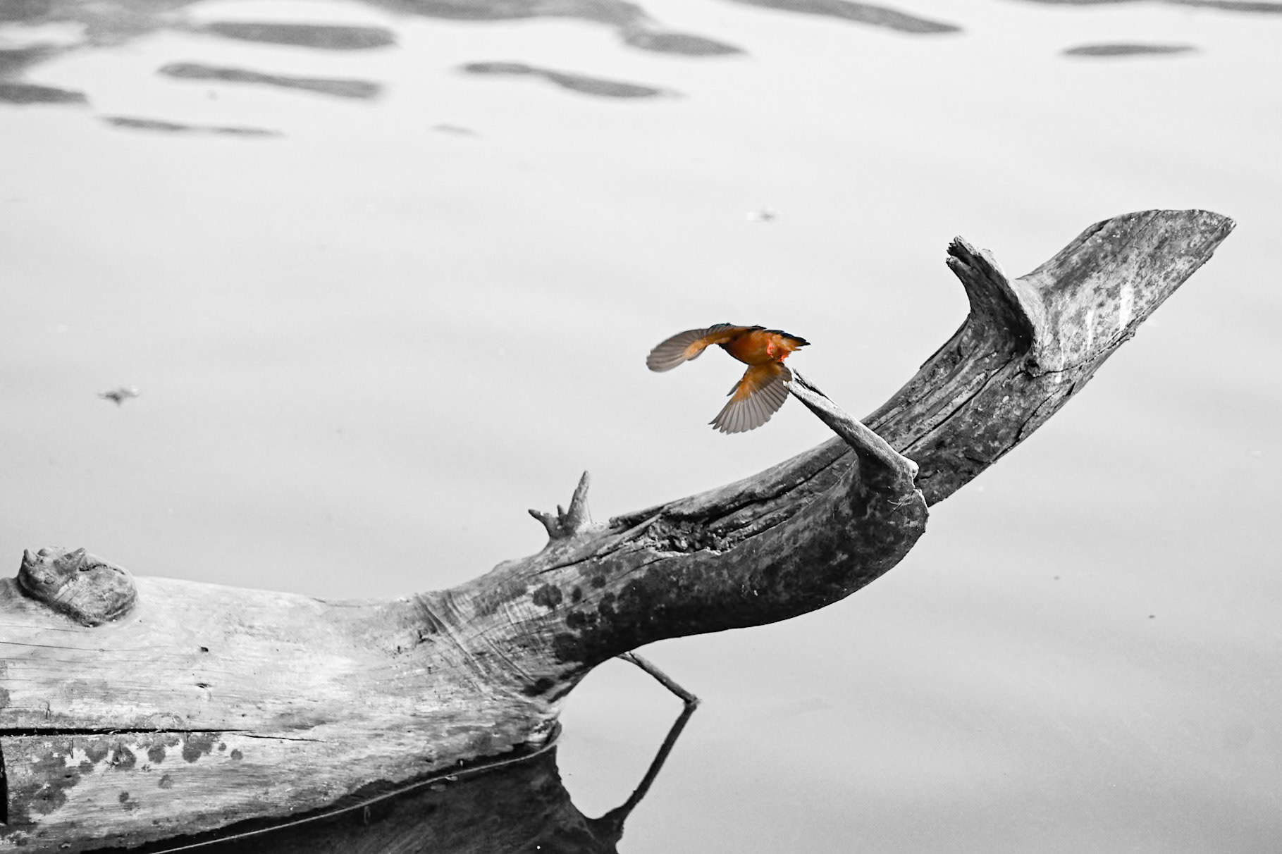 Kingfisher