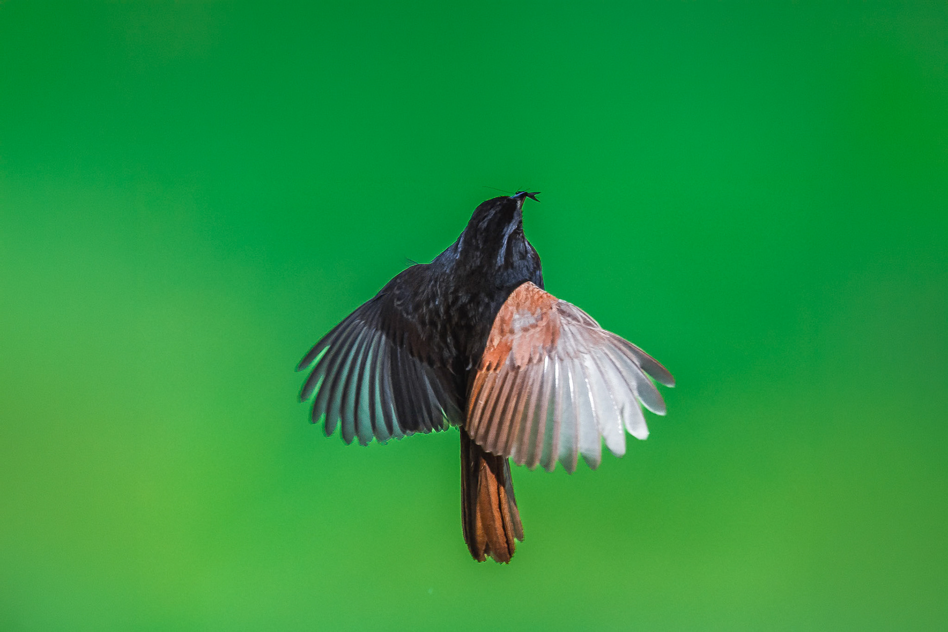 Starling catching a bug