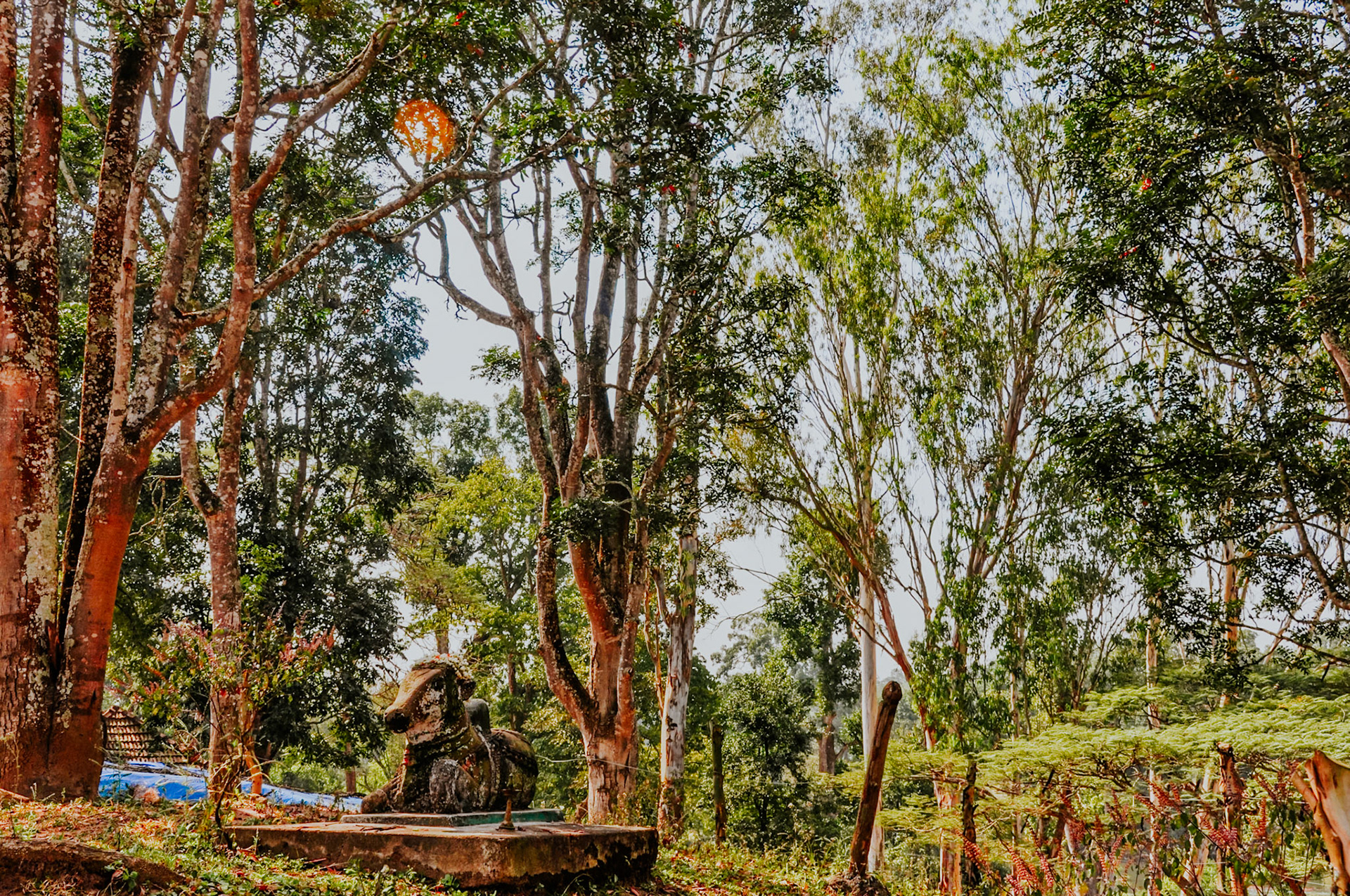 Nandi in Mysore
