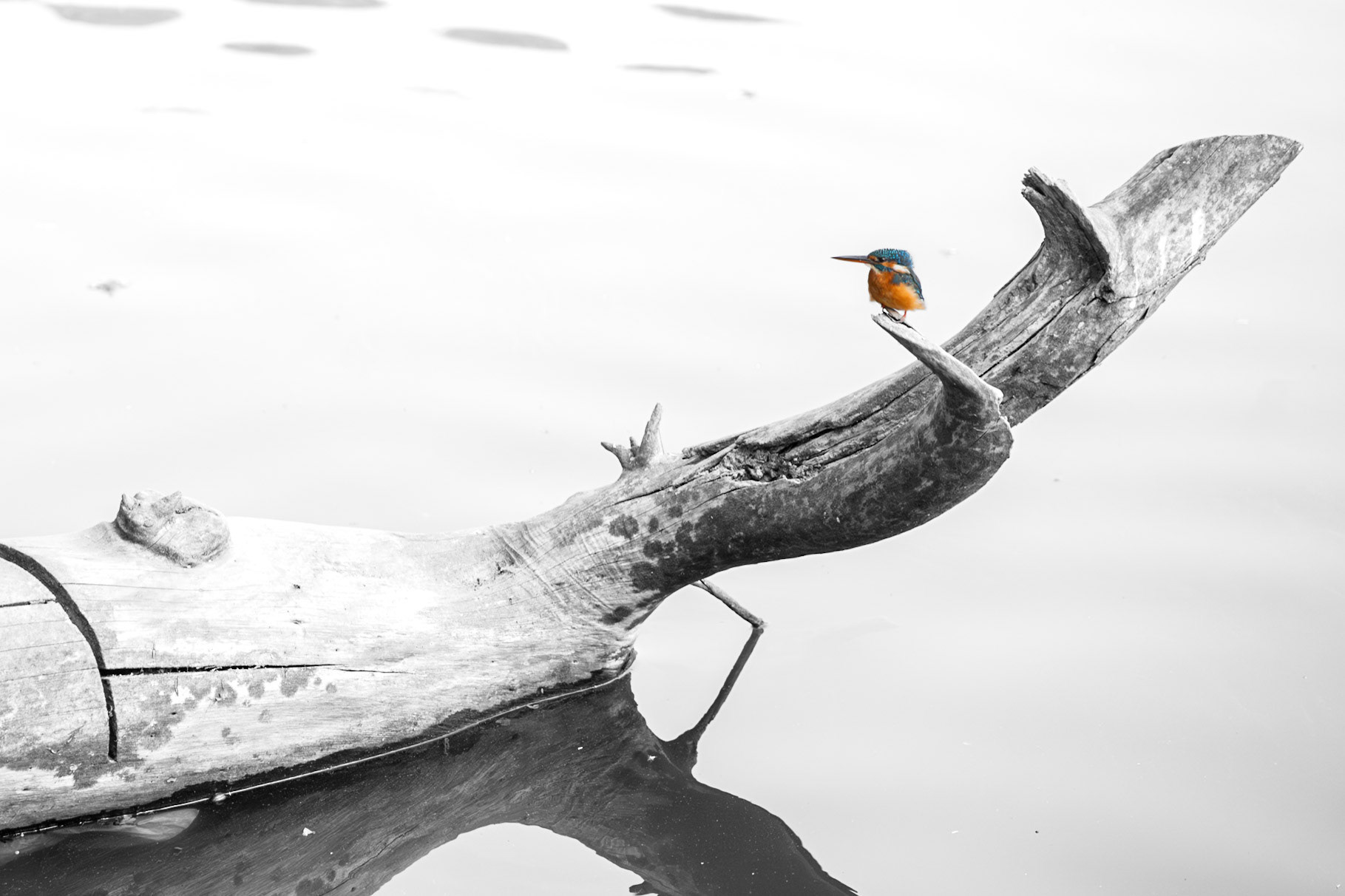 Kingfisher