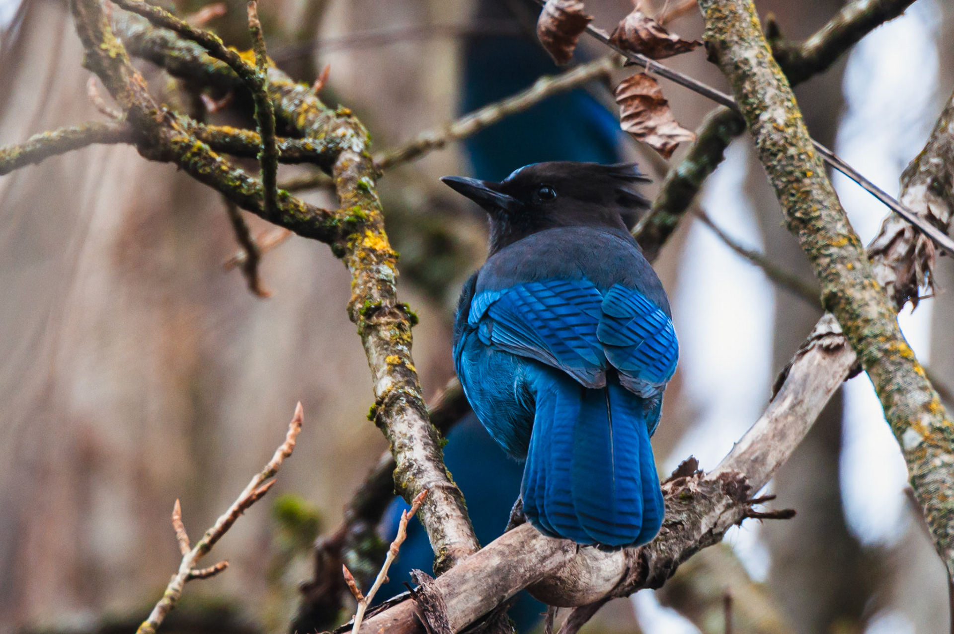 Steller's Jay