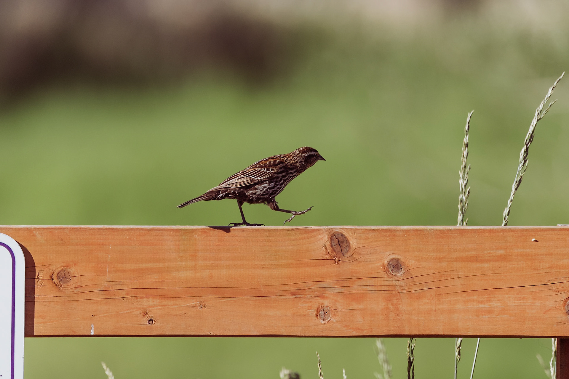 Red Winged Blackbird