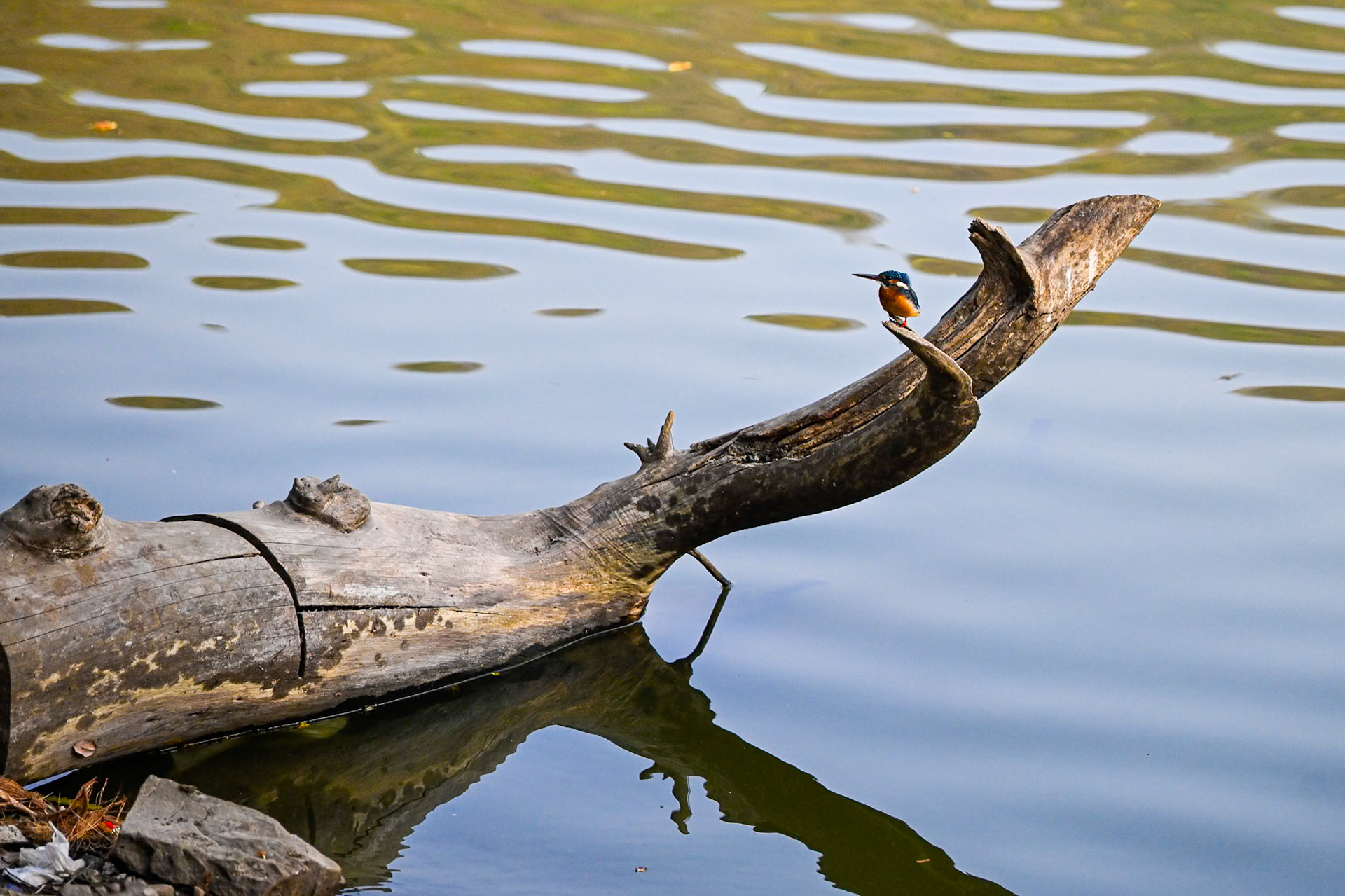 Kingfisher
