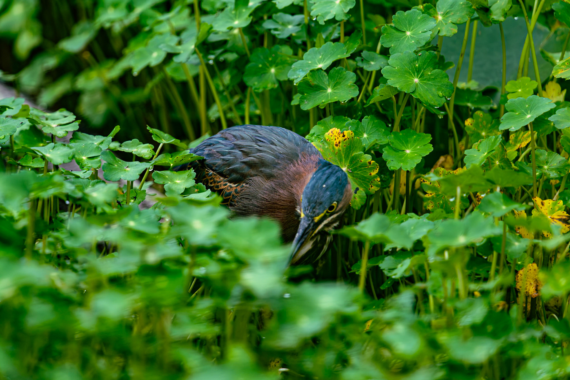 Green Heron
