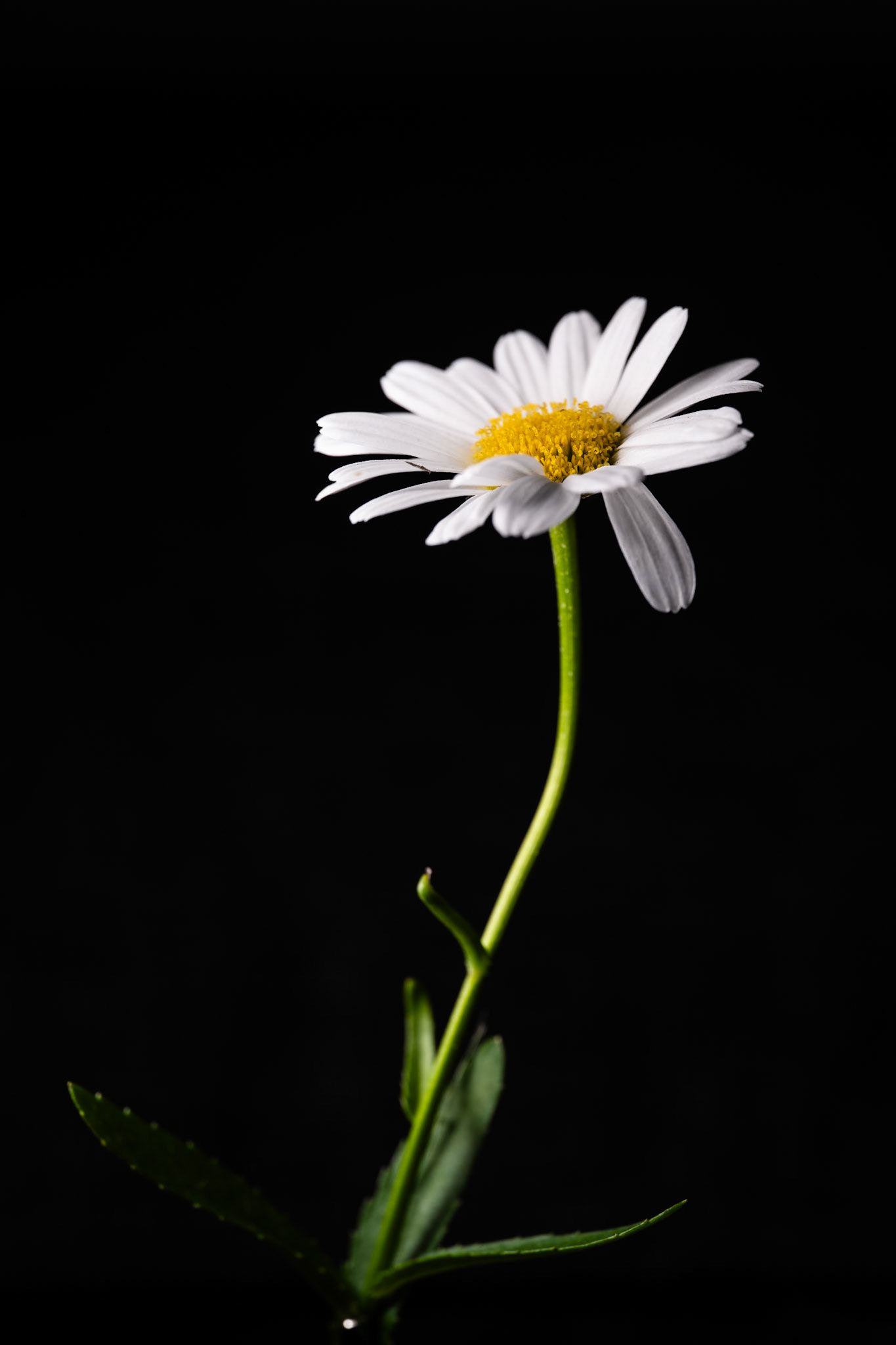 Shasta Daisy
