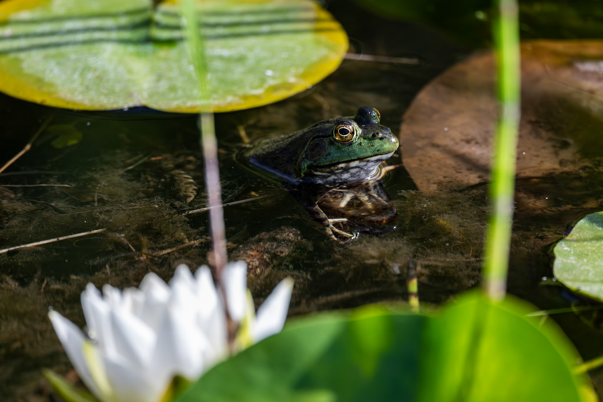 American Bullfrog