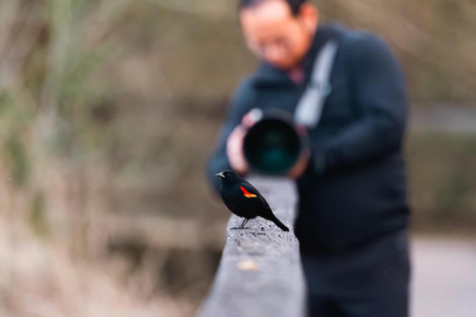 Bird Photographer
