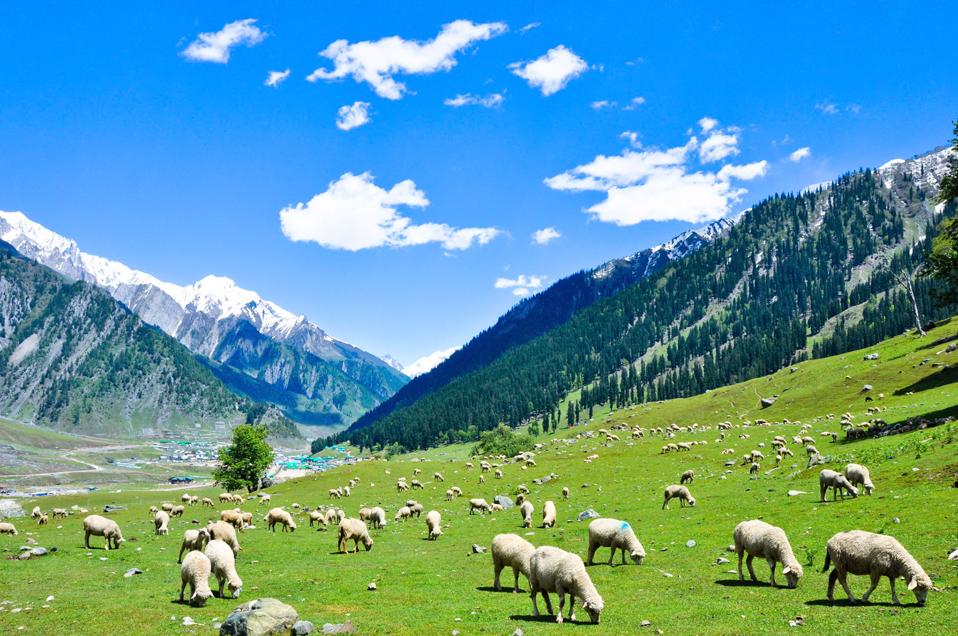 Sheeps in Kashmir Valley