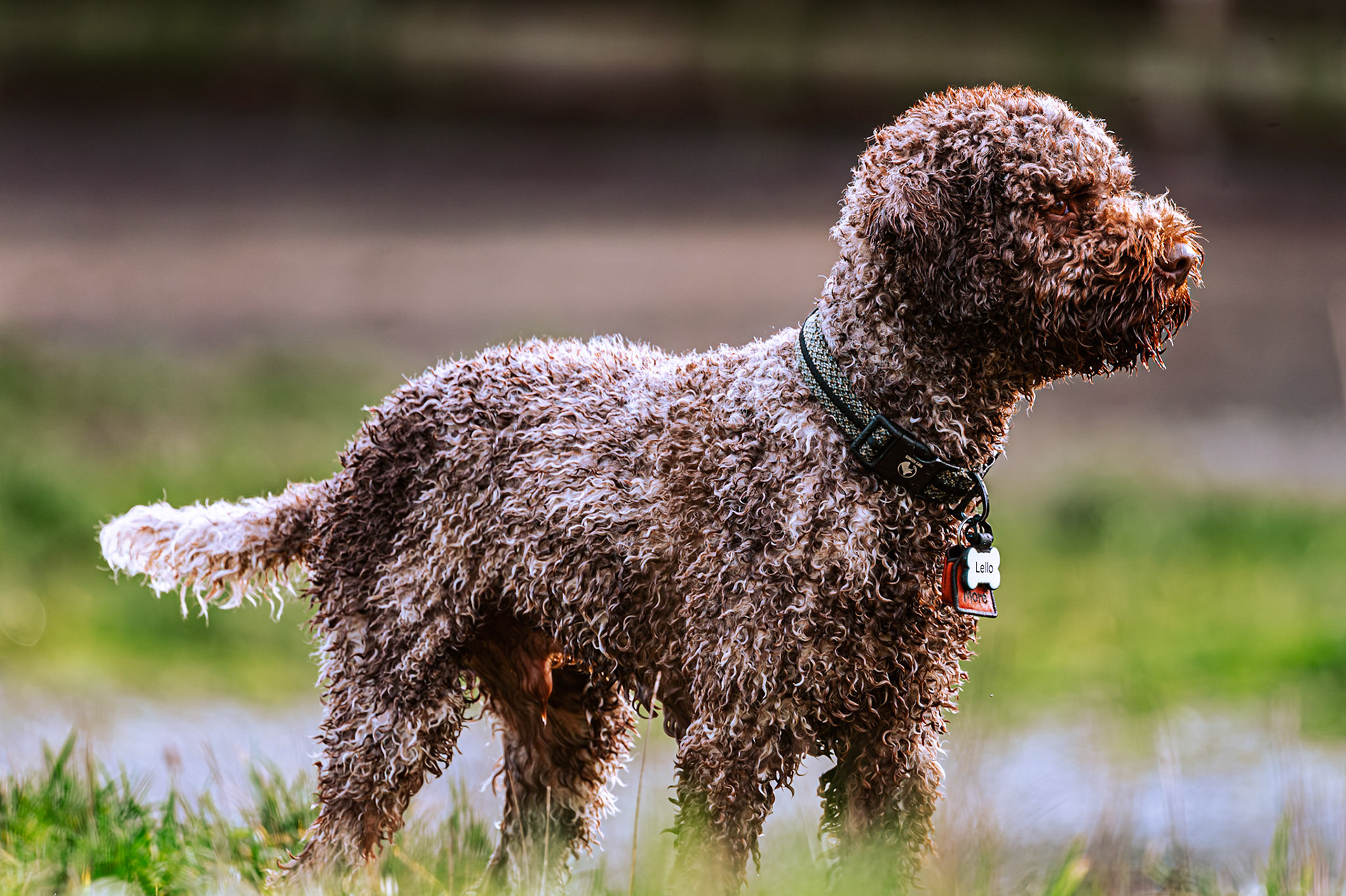 A Dog