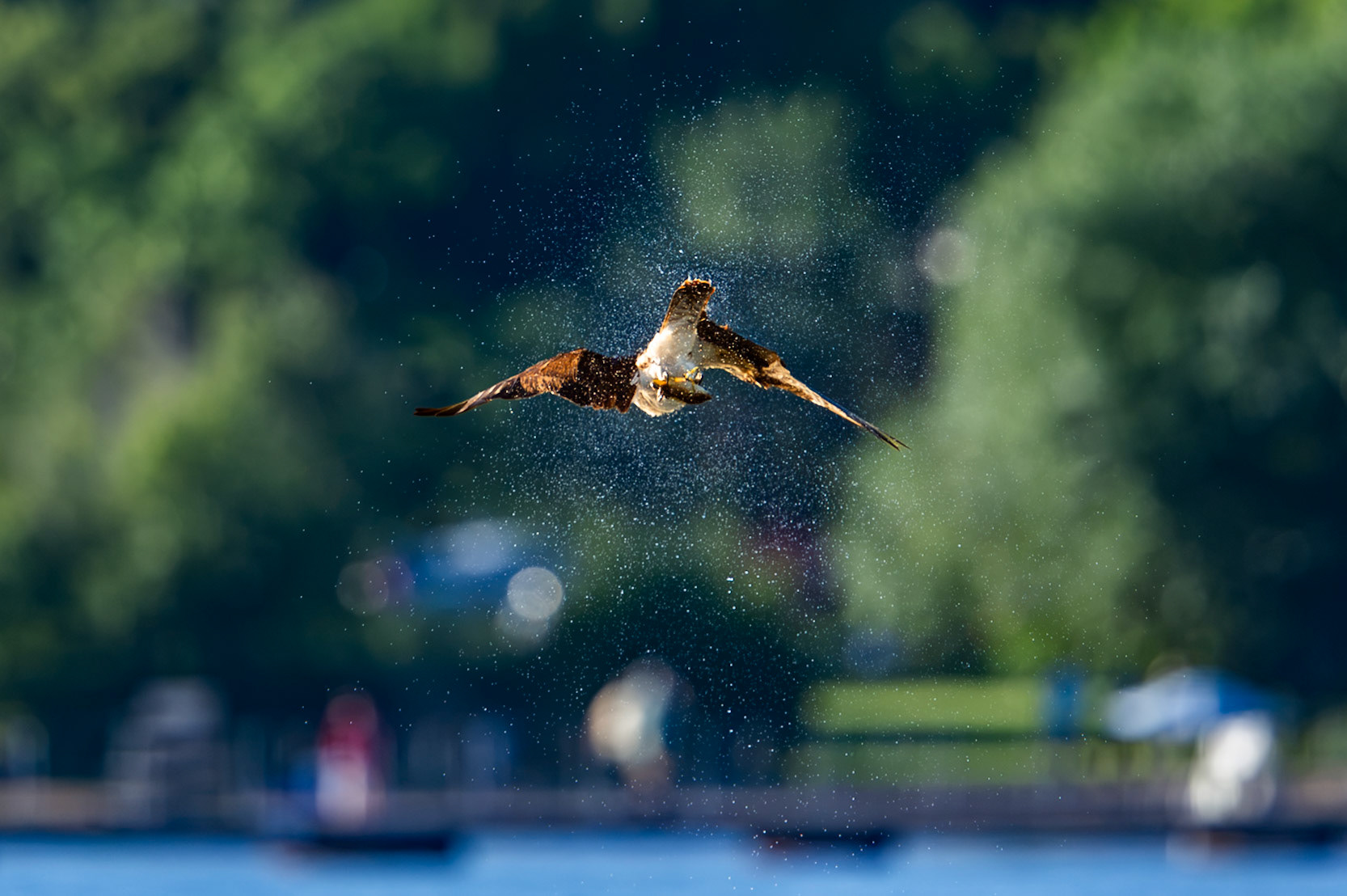 Osprey shaking it off after a catch