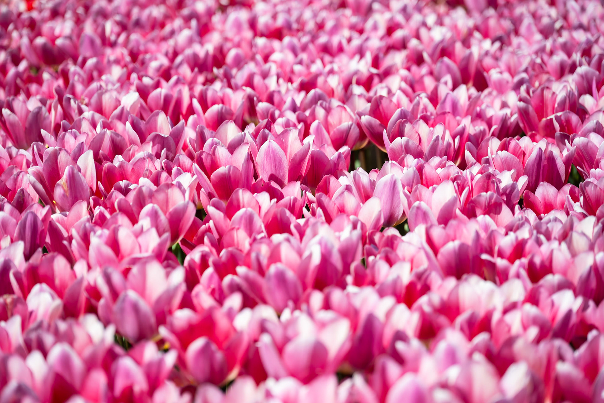 Tulips