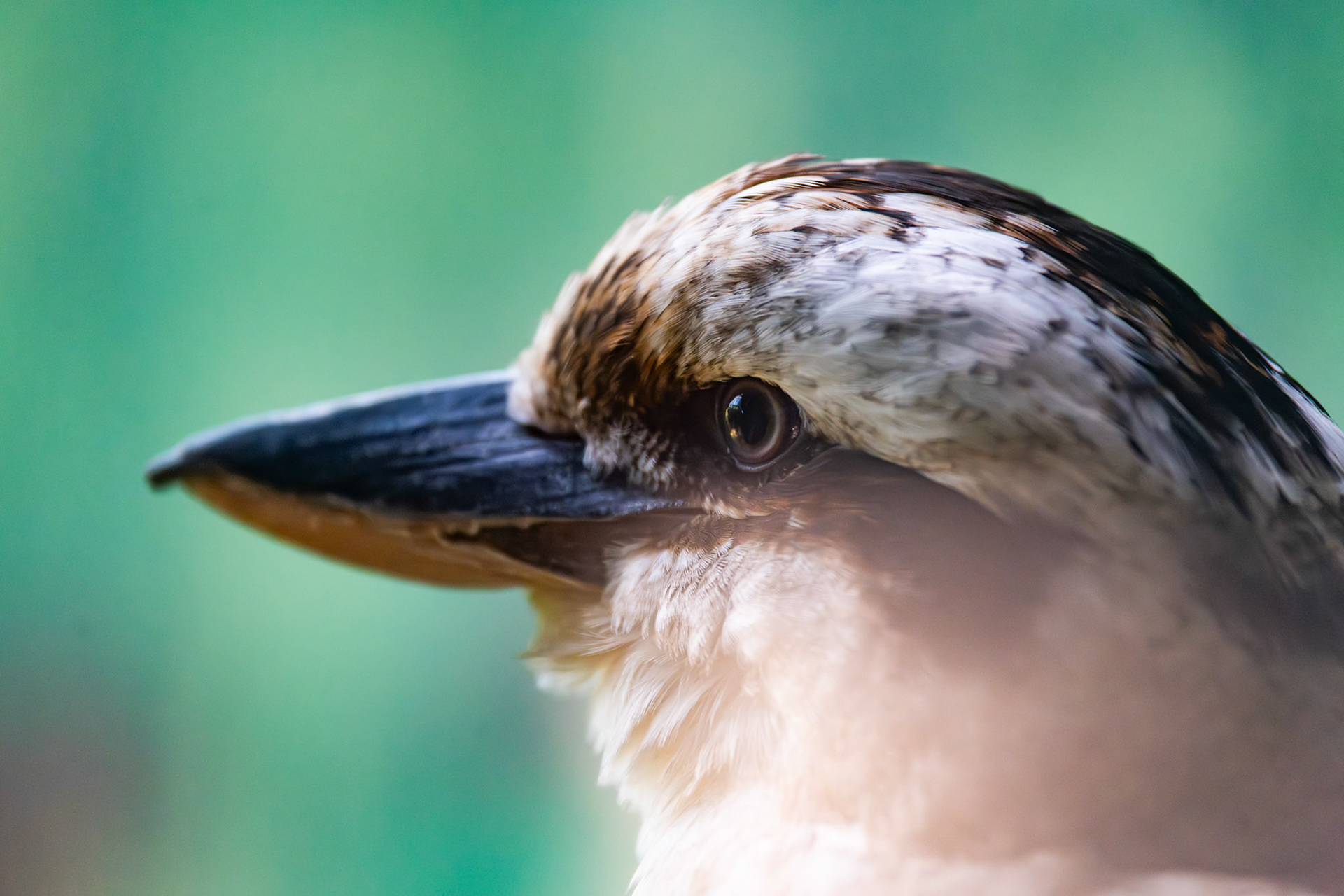 Laughing Kookaburra