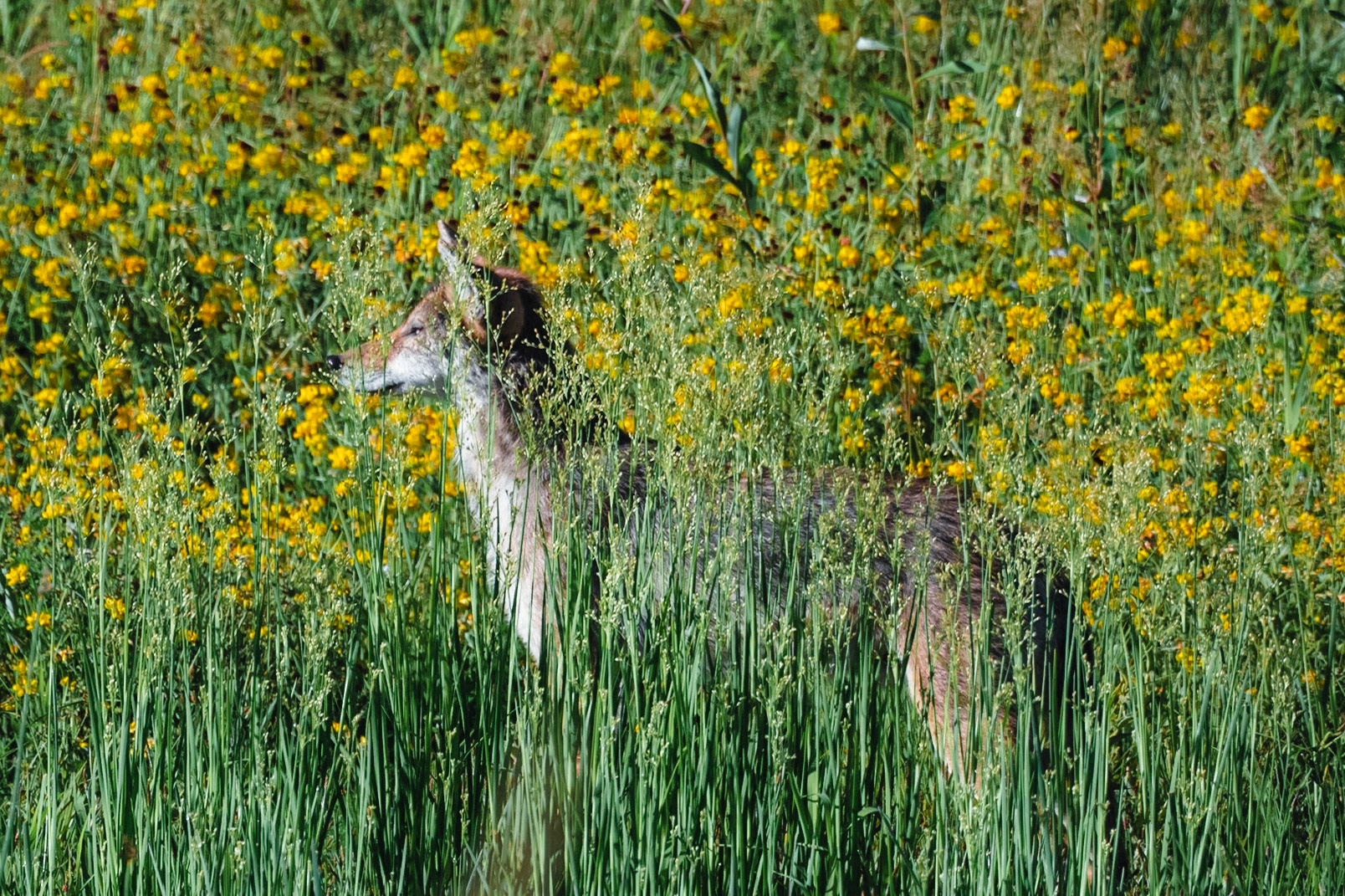Coyote