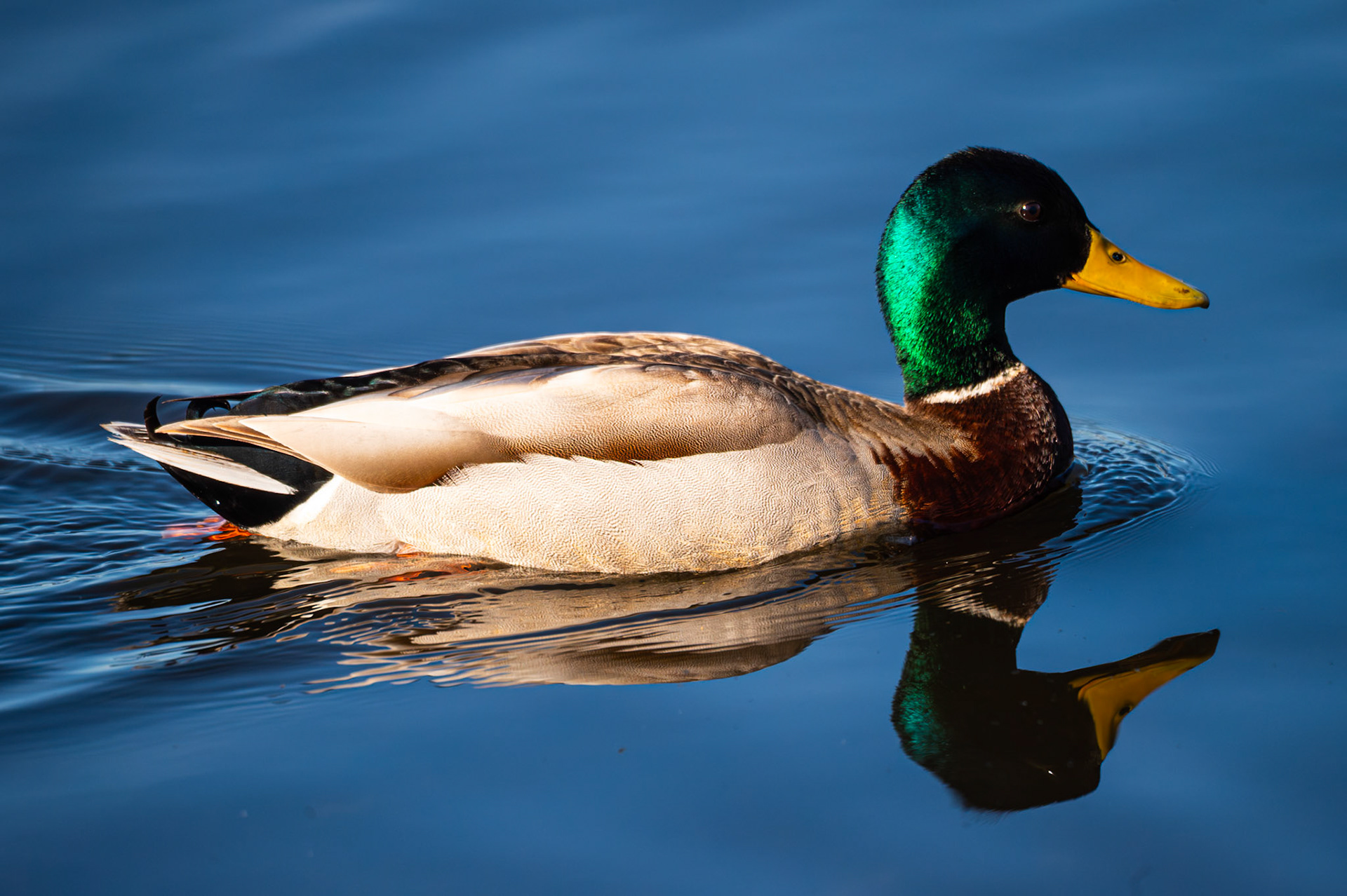 Mallards in flight