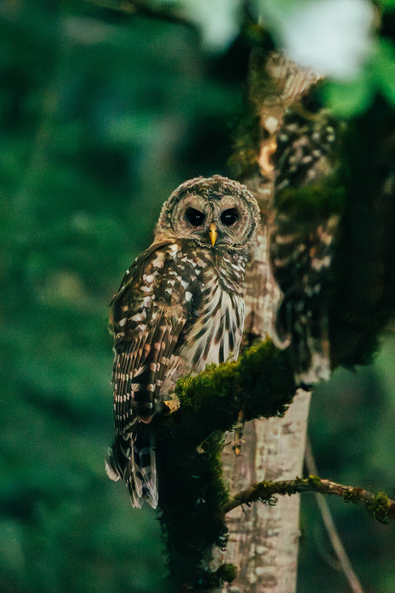 Owl