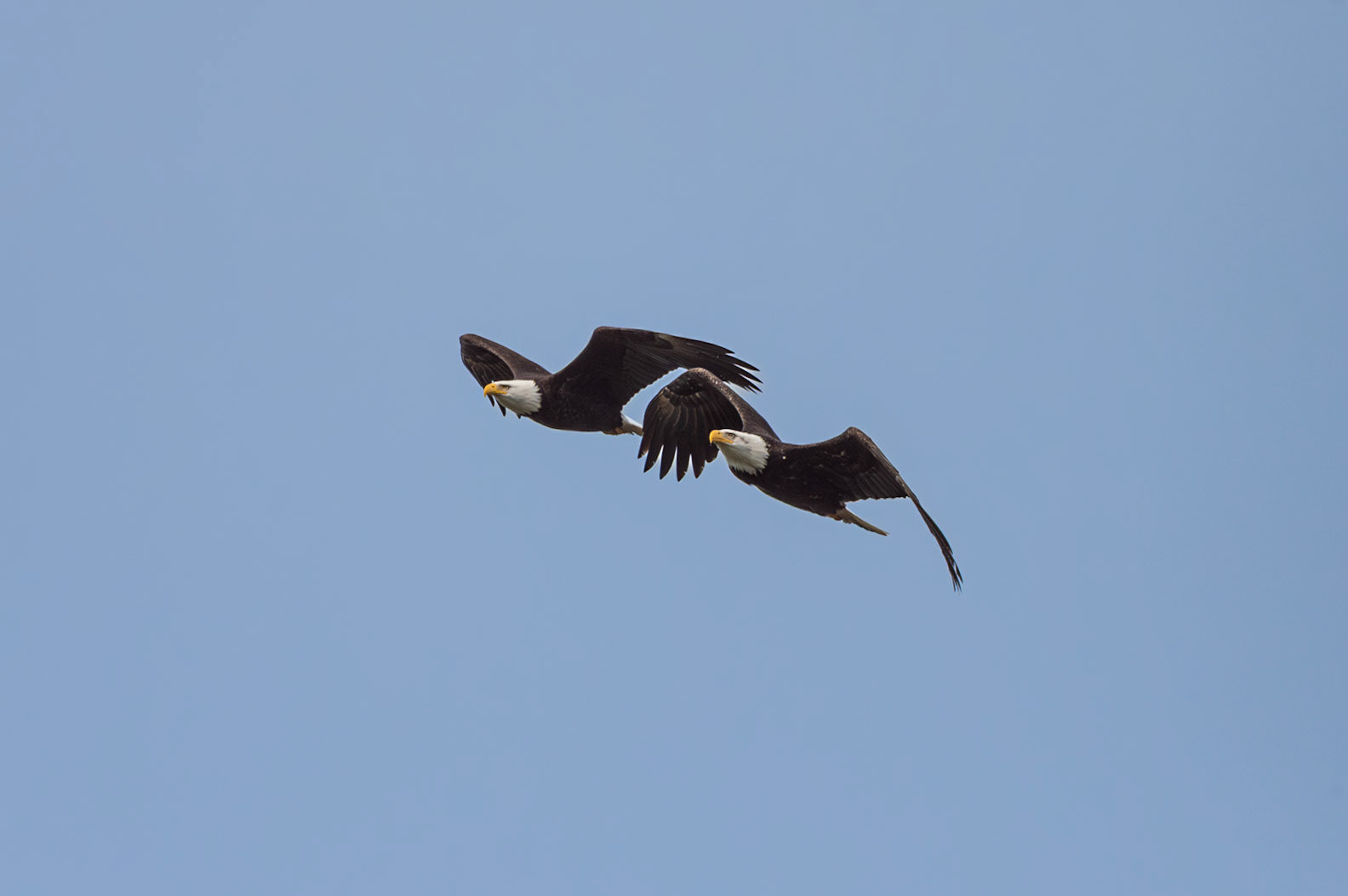 Two Eagles
