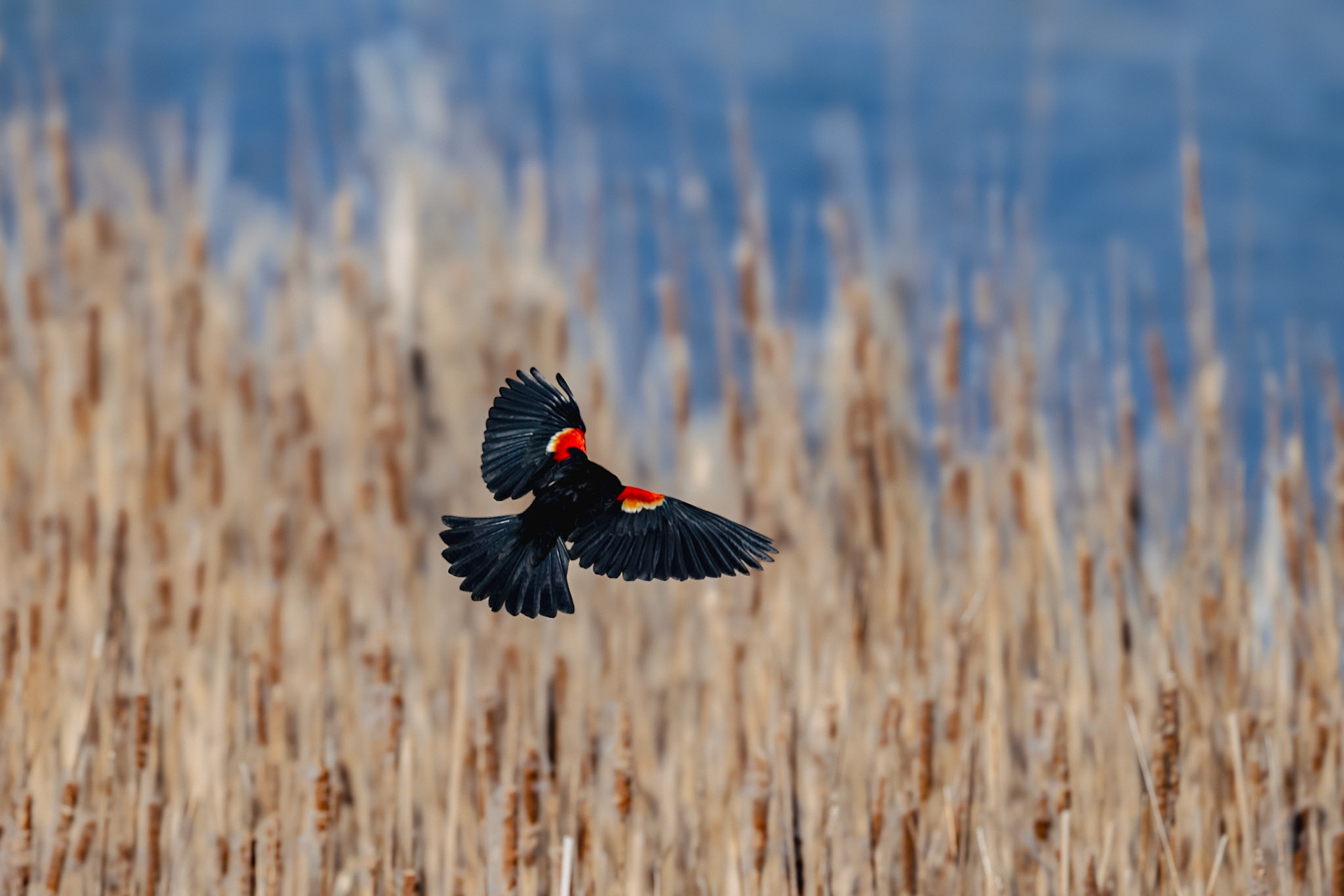 Red Winged Blackbird in flight