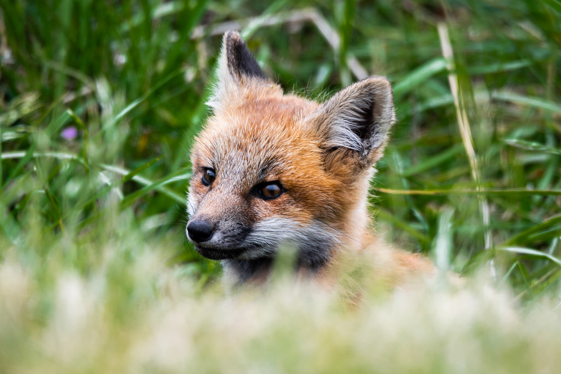Fox on San Juan