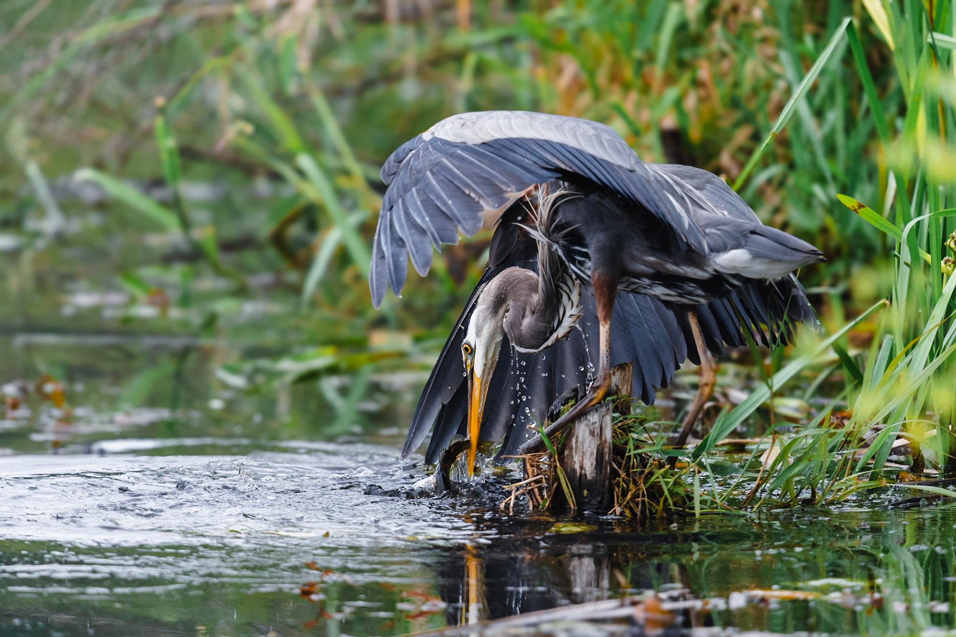 Heron catching a fish