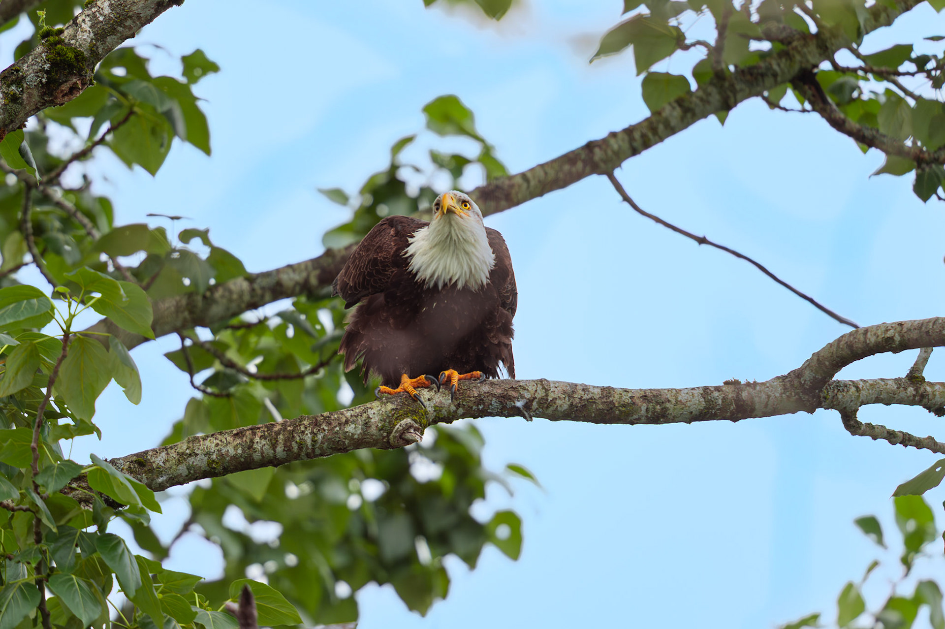 Bald Eagle About to take off