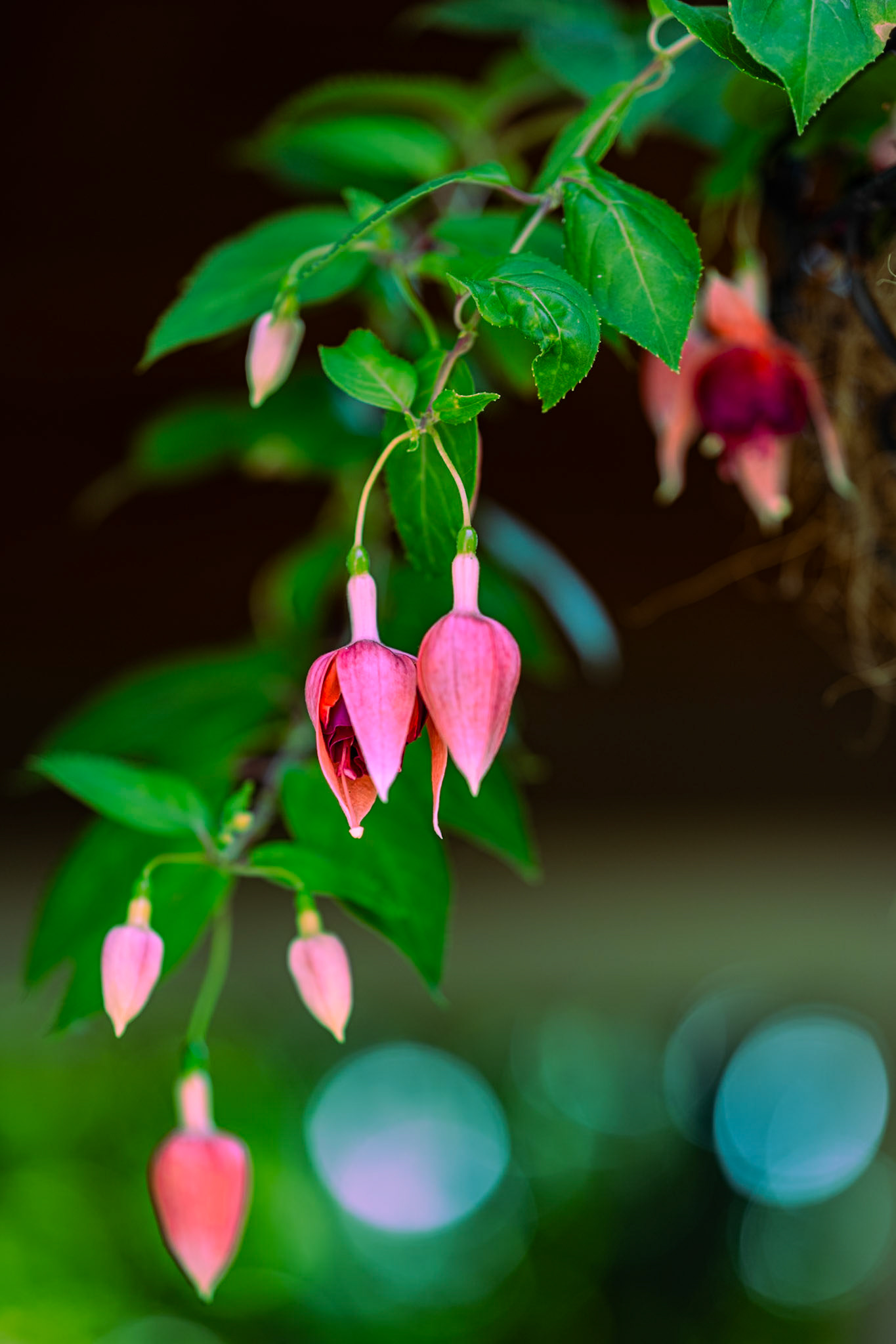 Fuchsia