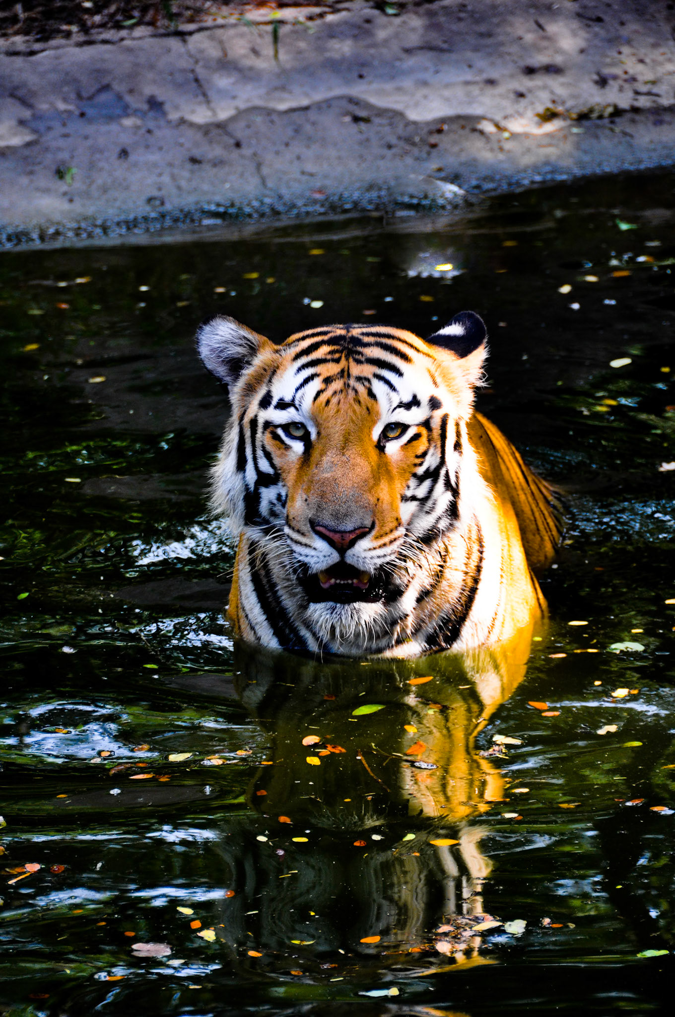 Bengal Tiger