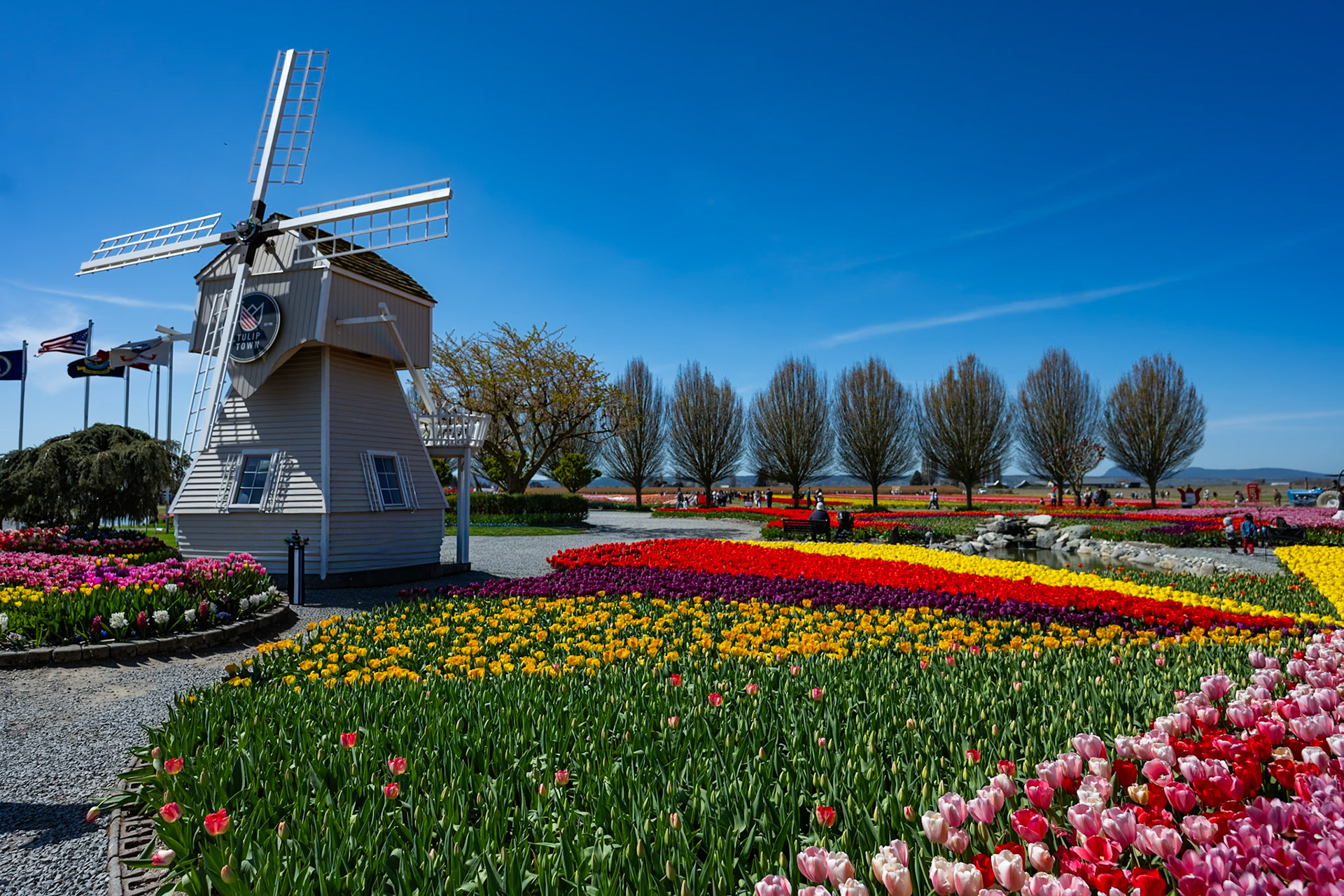 Tulip Town