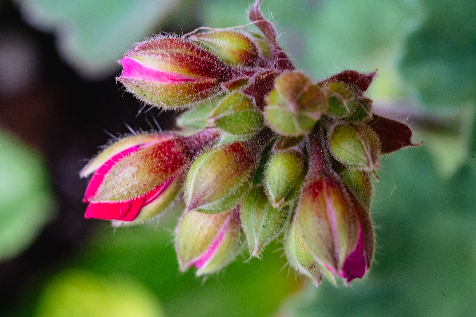 Bergenia (Elephant's ears)