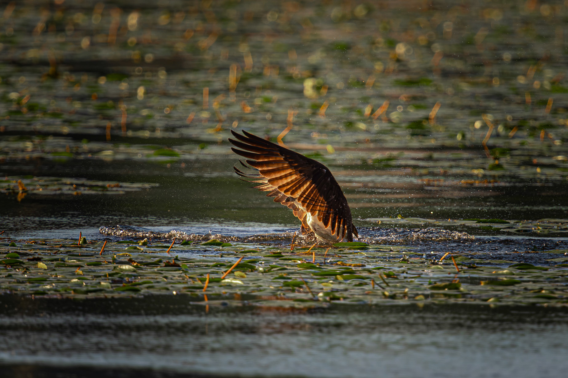 Osprey about to catch a fish