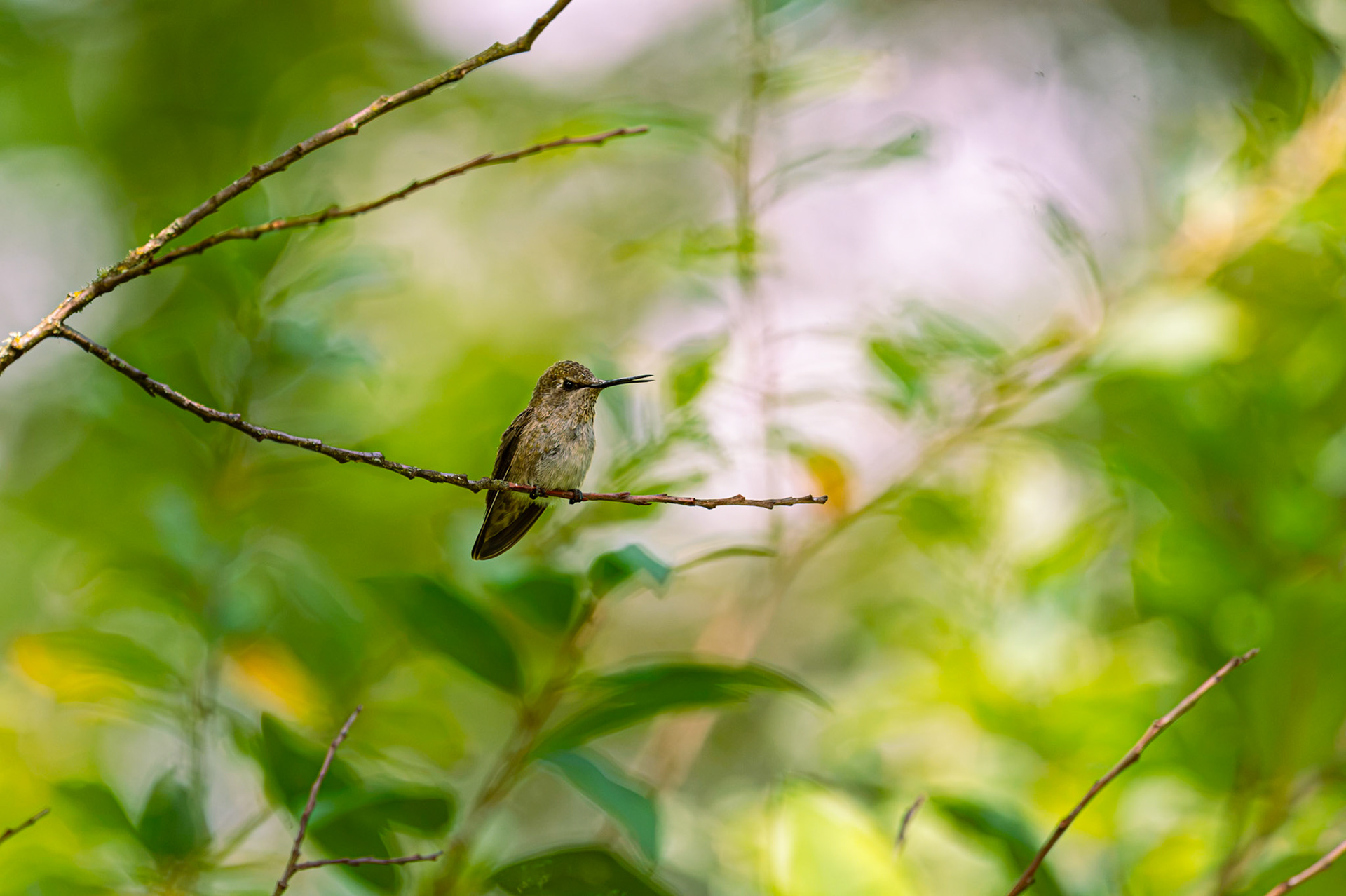 Anna's Hummingbird