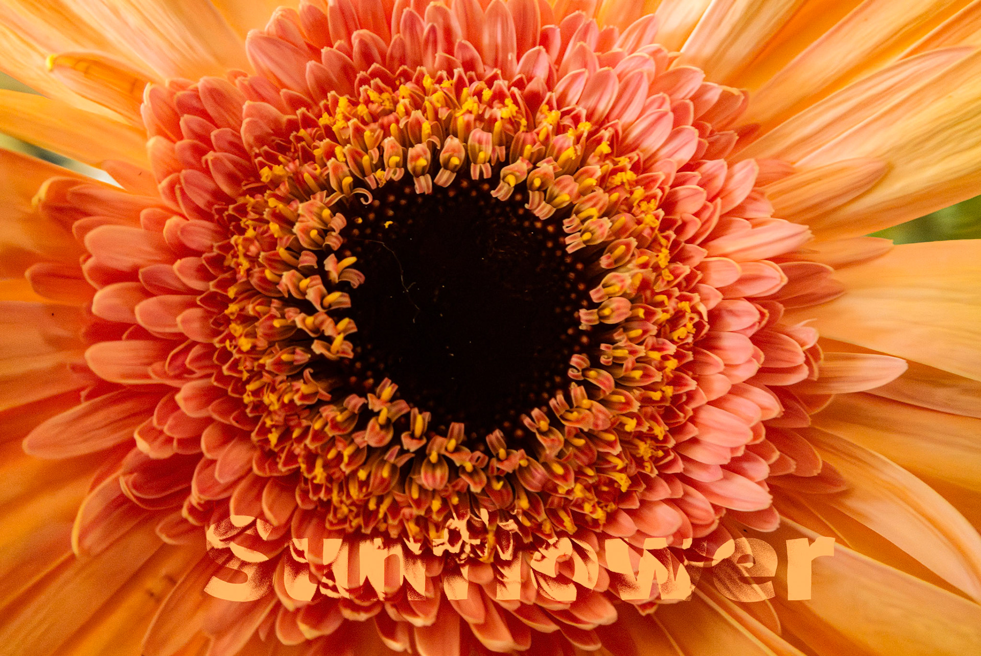 Gerbera Daisies