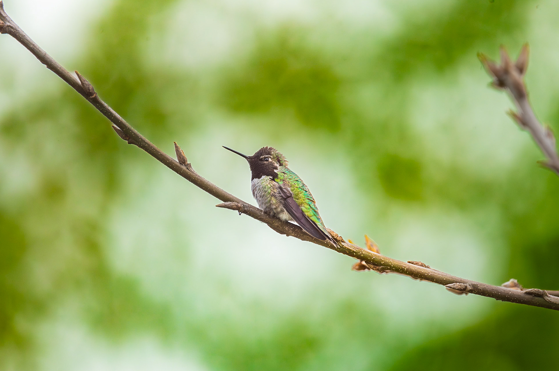 Anna's Hummingbird