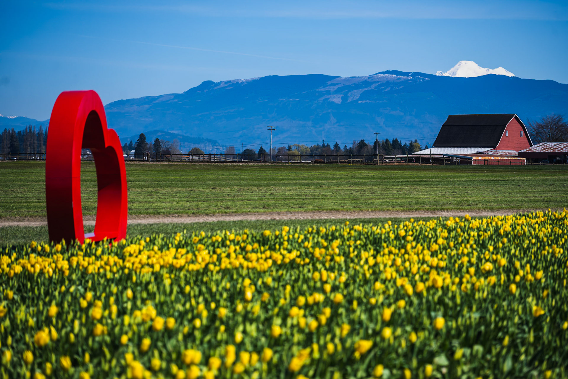 Tulip Fields