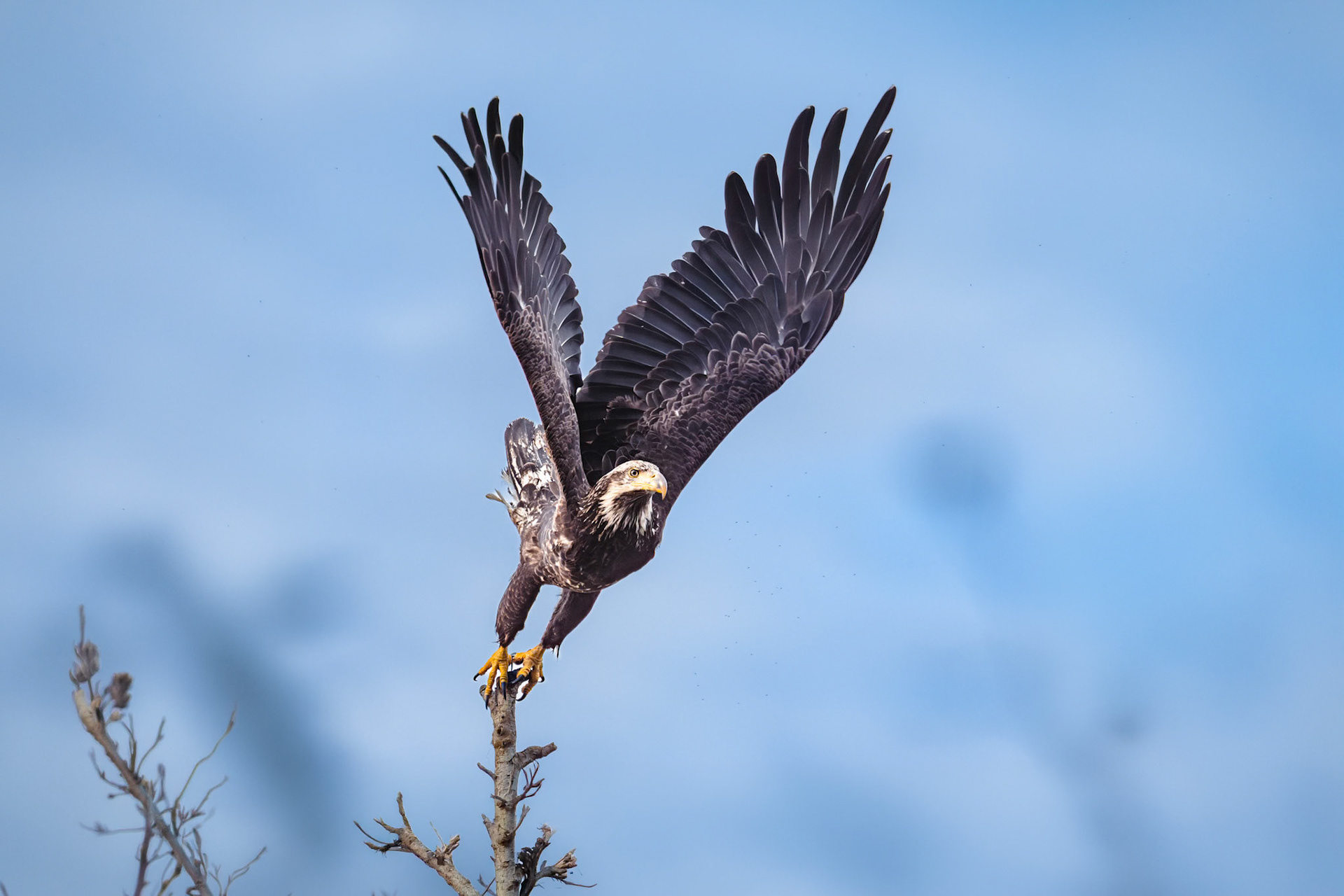 Bald Eagle in flight