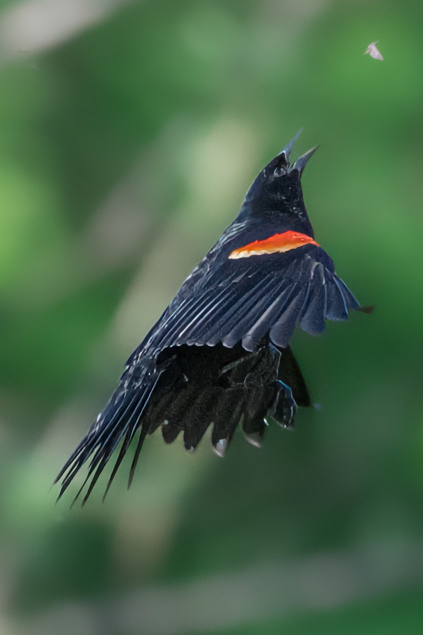 Red Winged Blackbird in flight