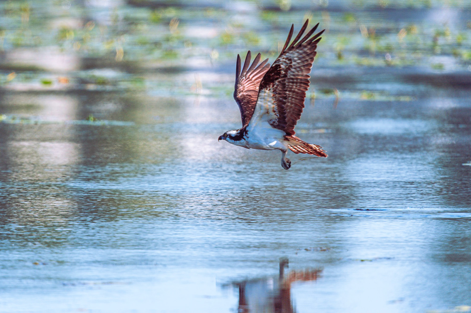 Osprey flying over water