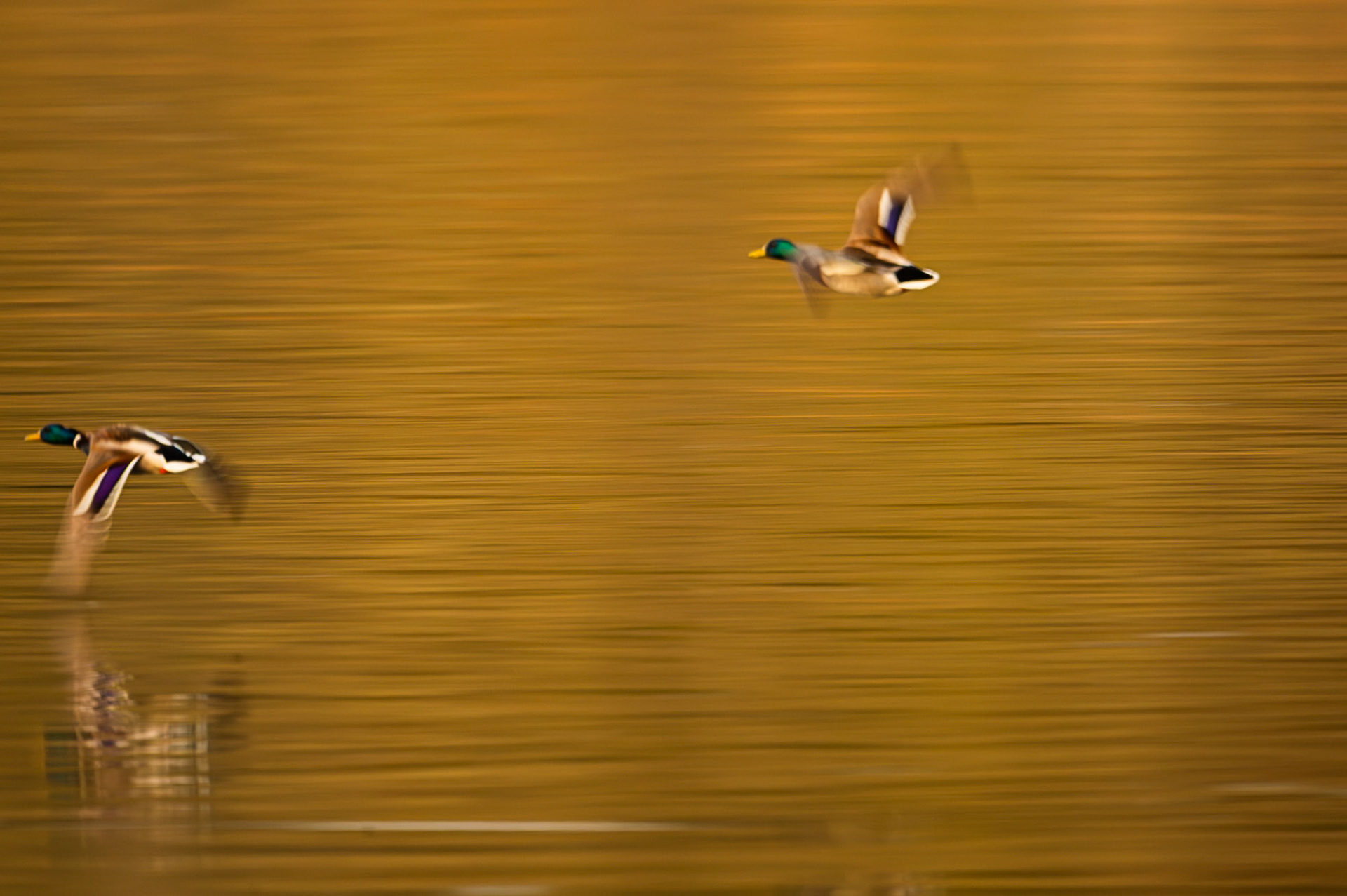 Mallards in flight