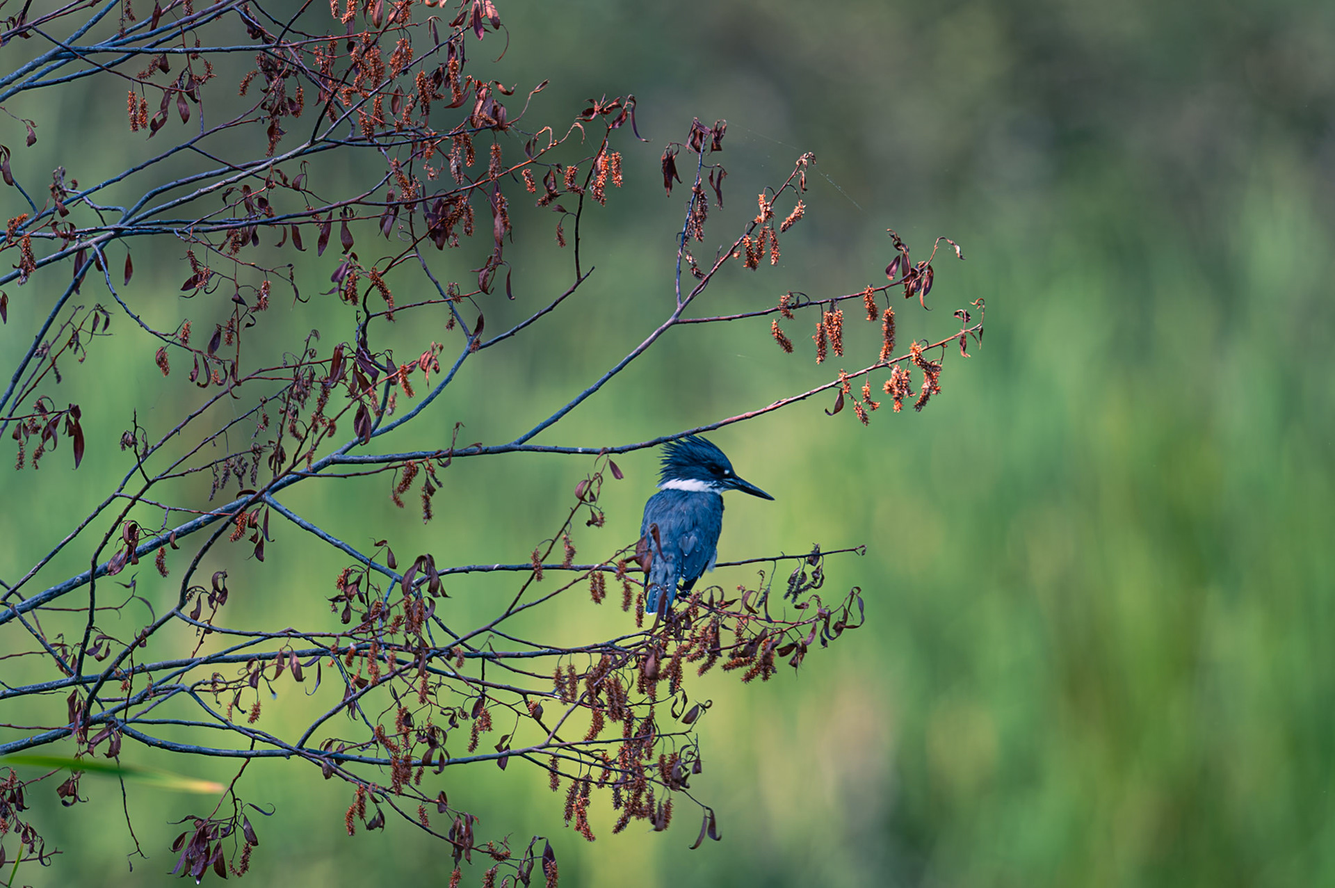 Belted Kingfisher