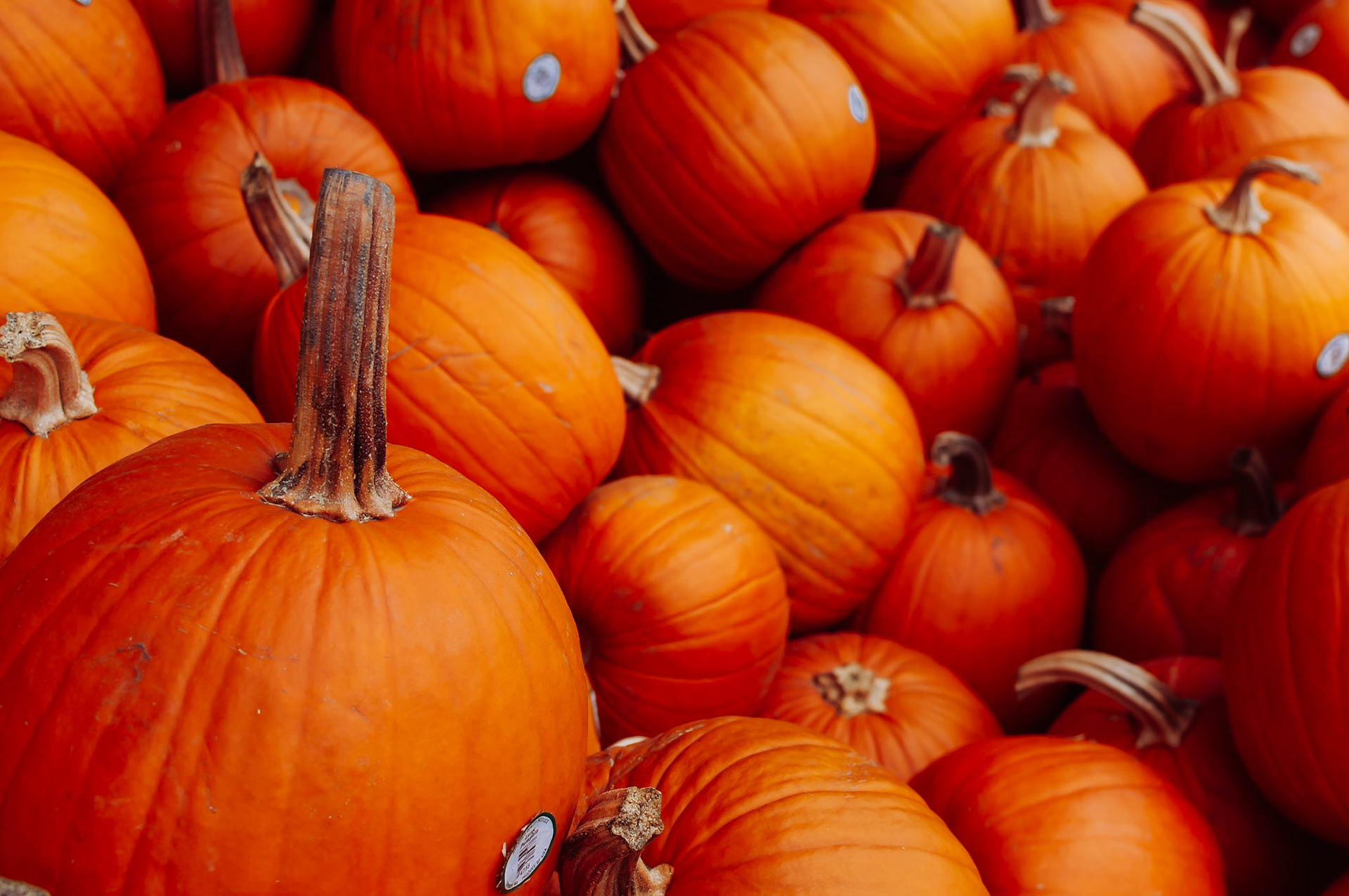 Haloween Pumpkins