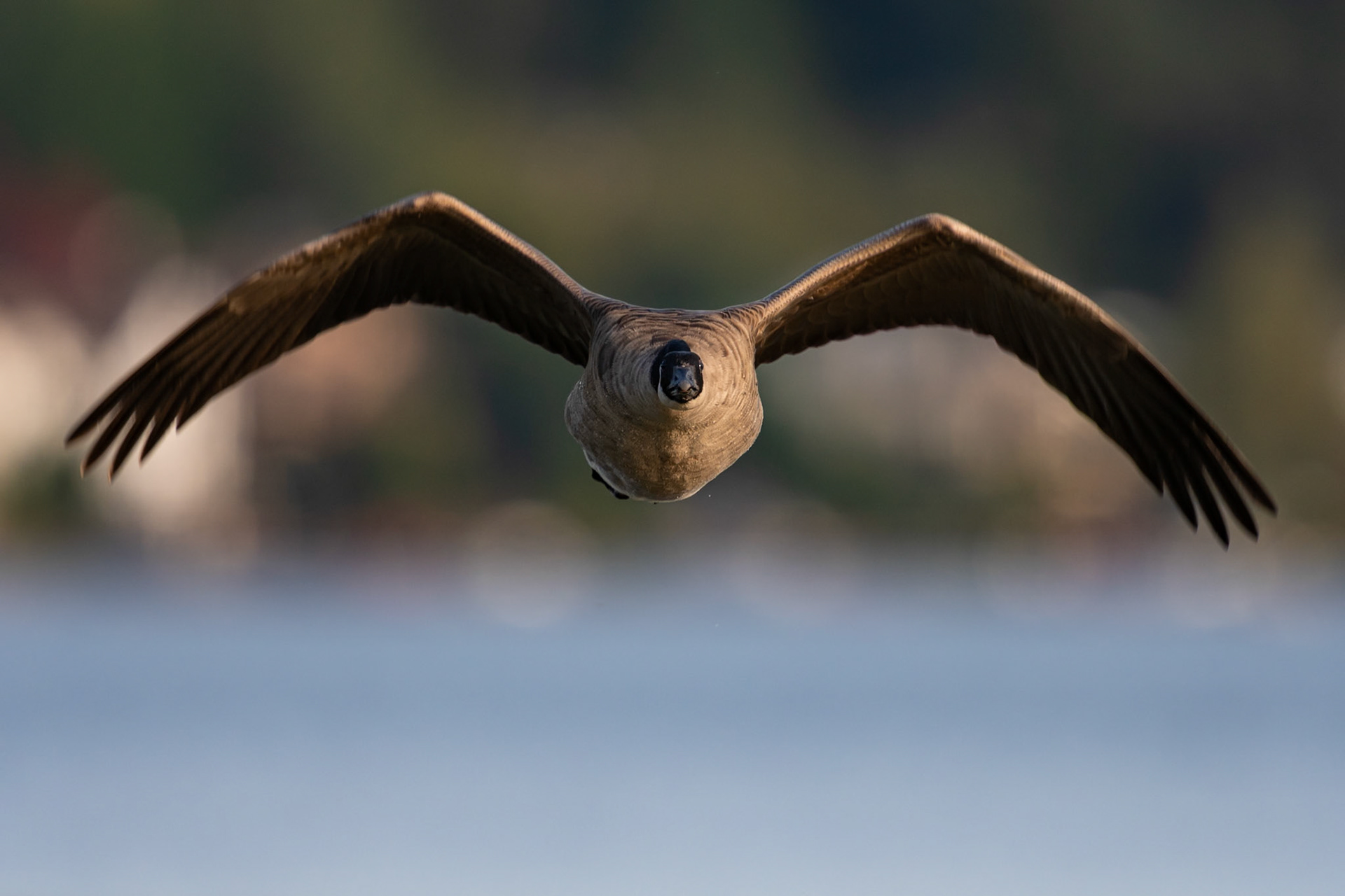 Canada goose in flight