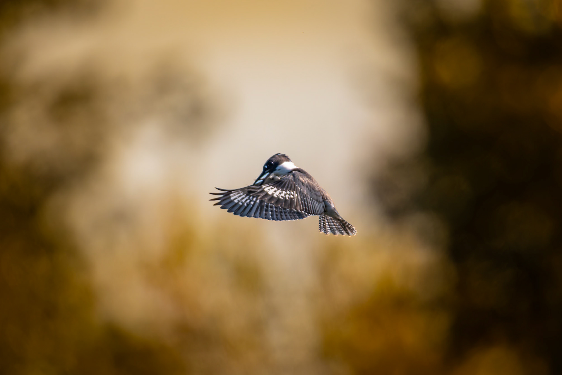 Belted Kingfisher in hover