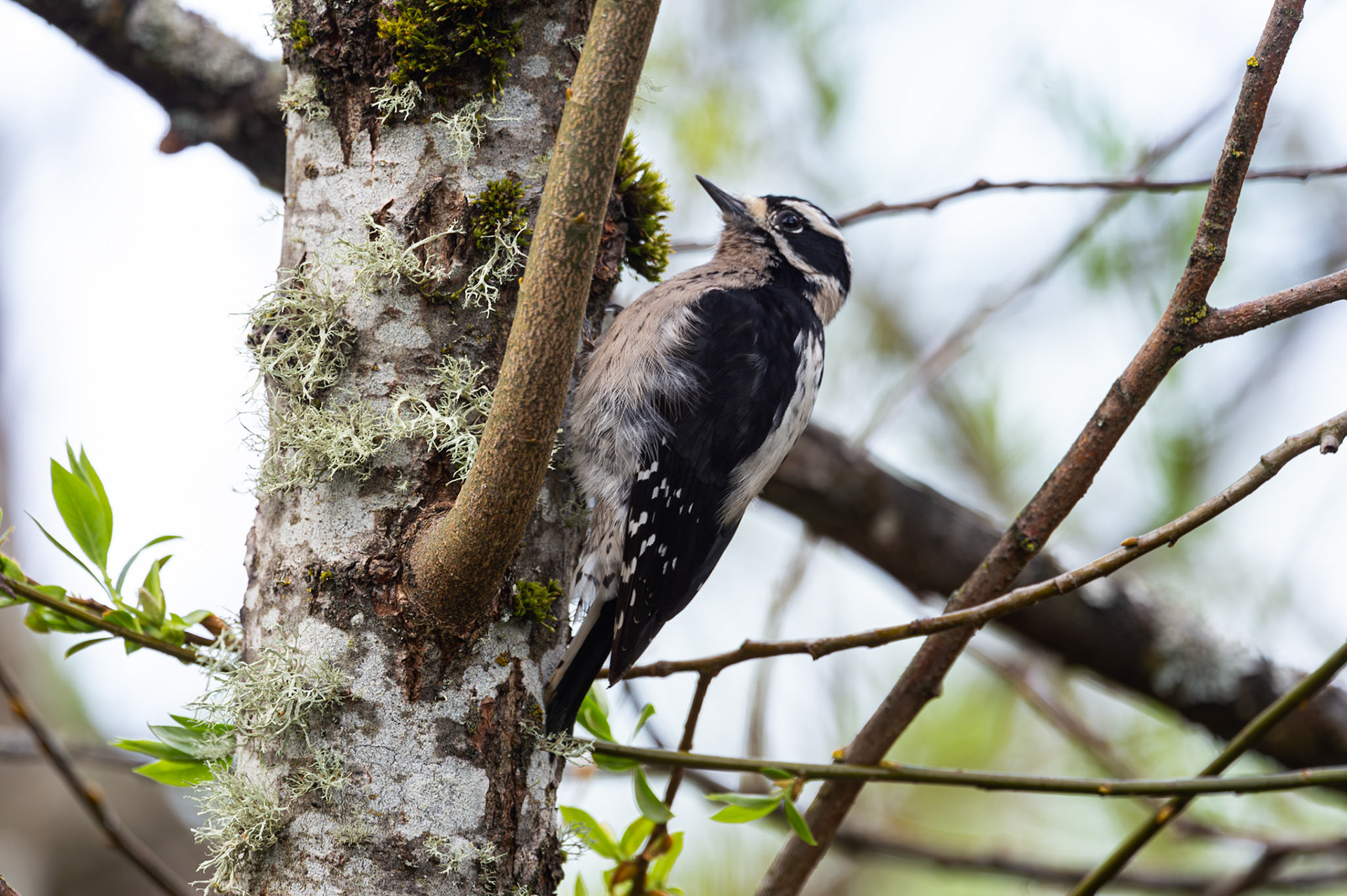 Downy Woodpecker