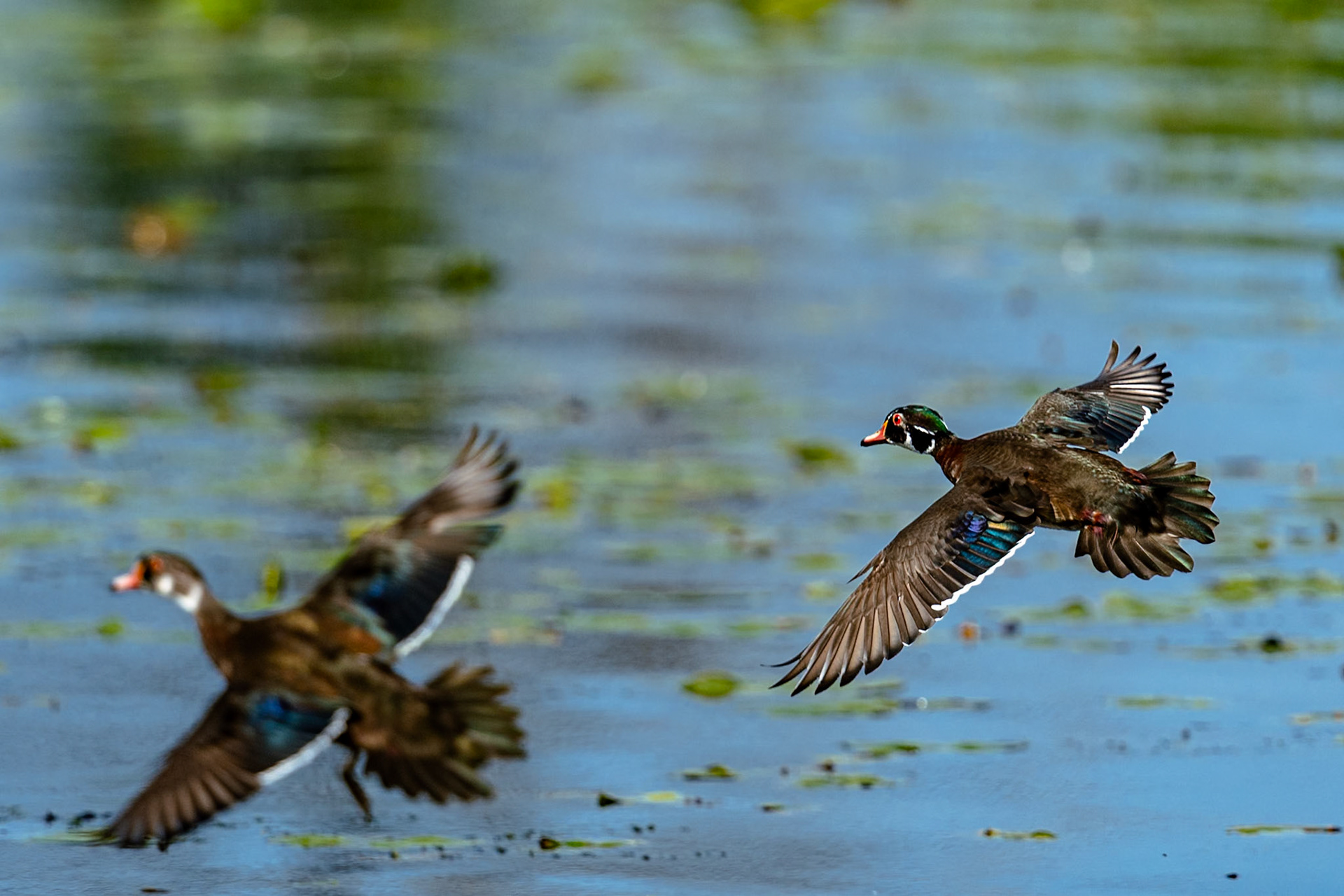 Woodducks in flight