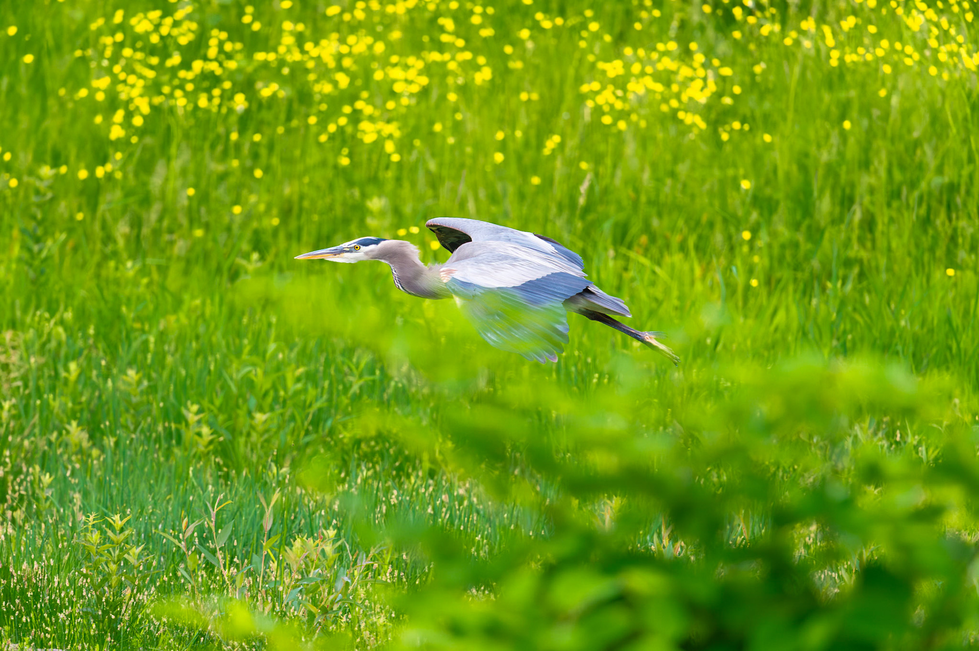 Heron in flight
