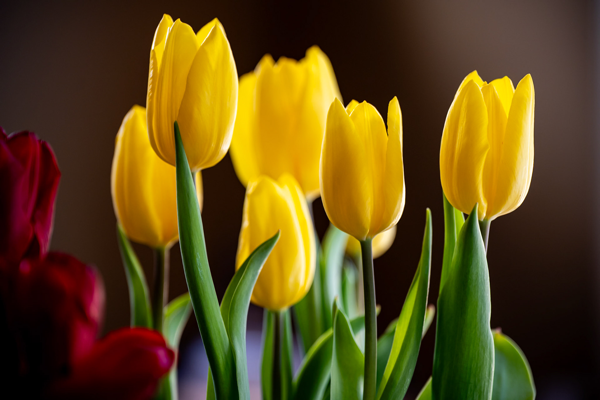 Tulips