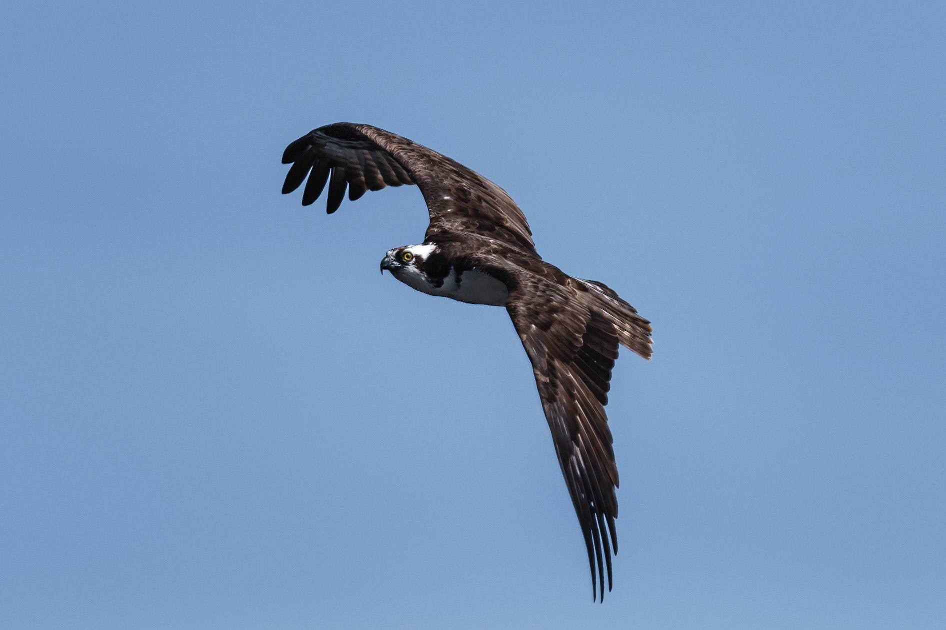 Osprey in flight