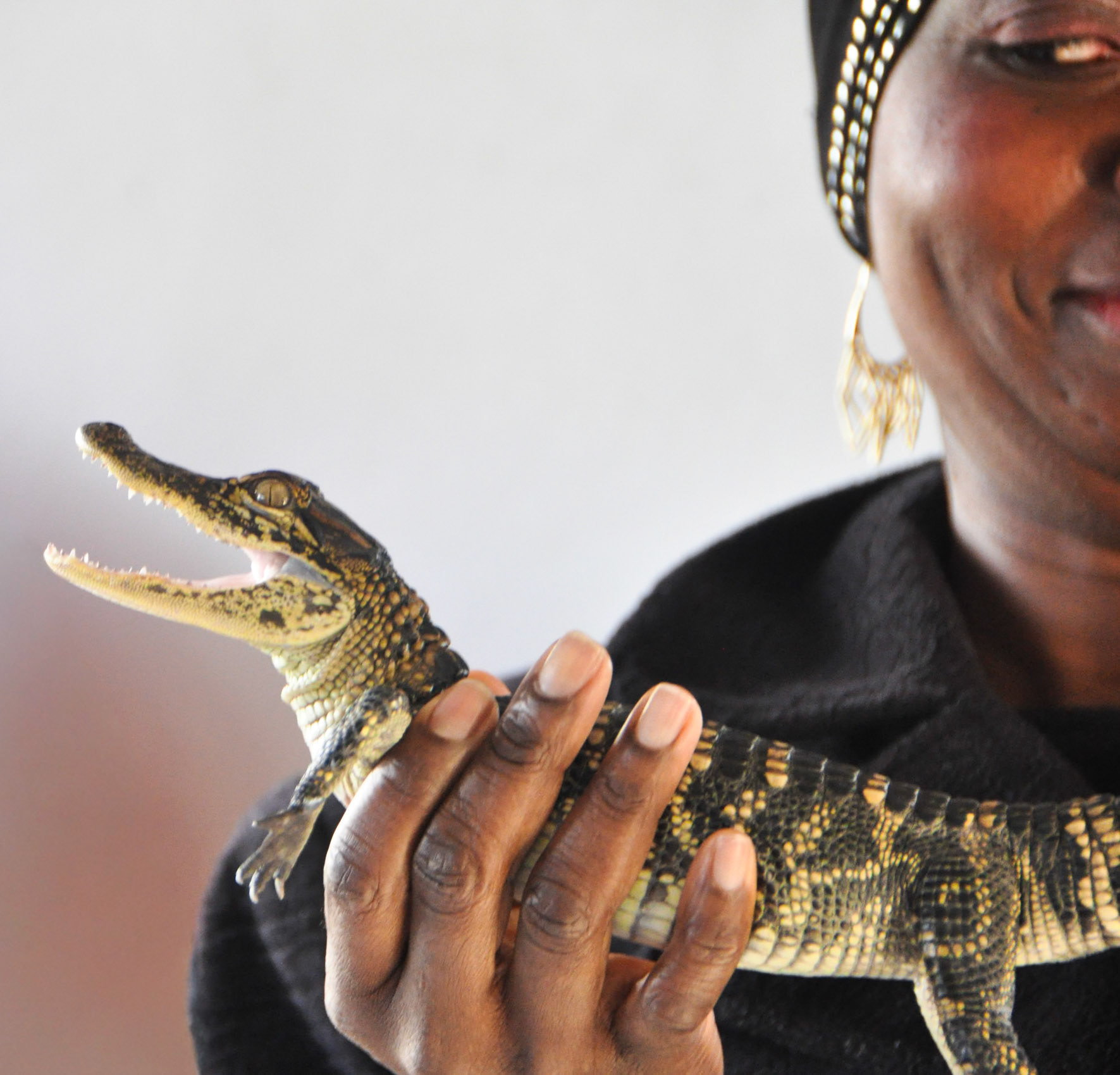 Baby Alligator